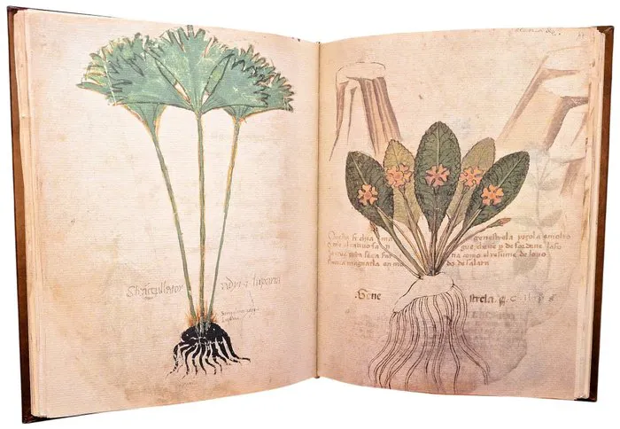 Guarnerinus de Padua - Herbe Pincte [Codex MA 592 della...