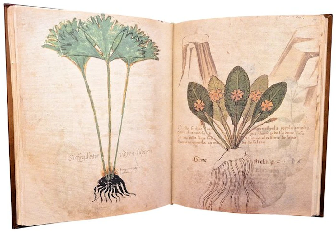 Guarnerinus de Padua - Herbe Pincte [Codex MA 592 della...