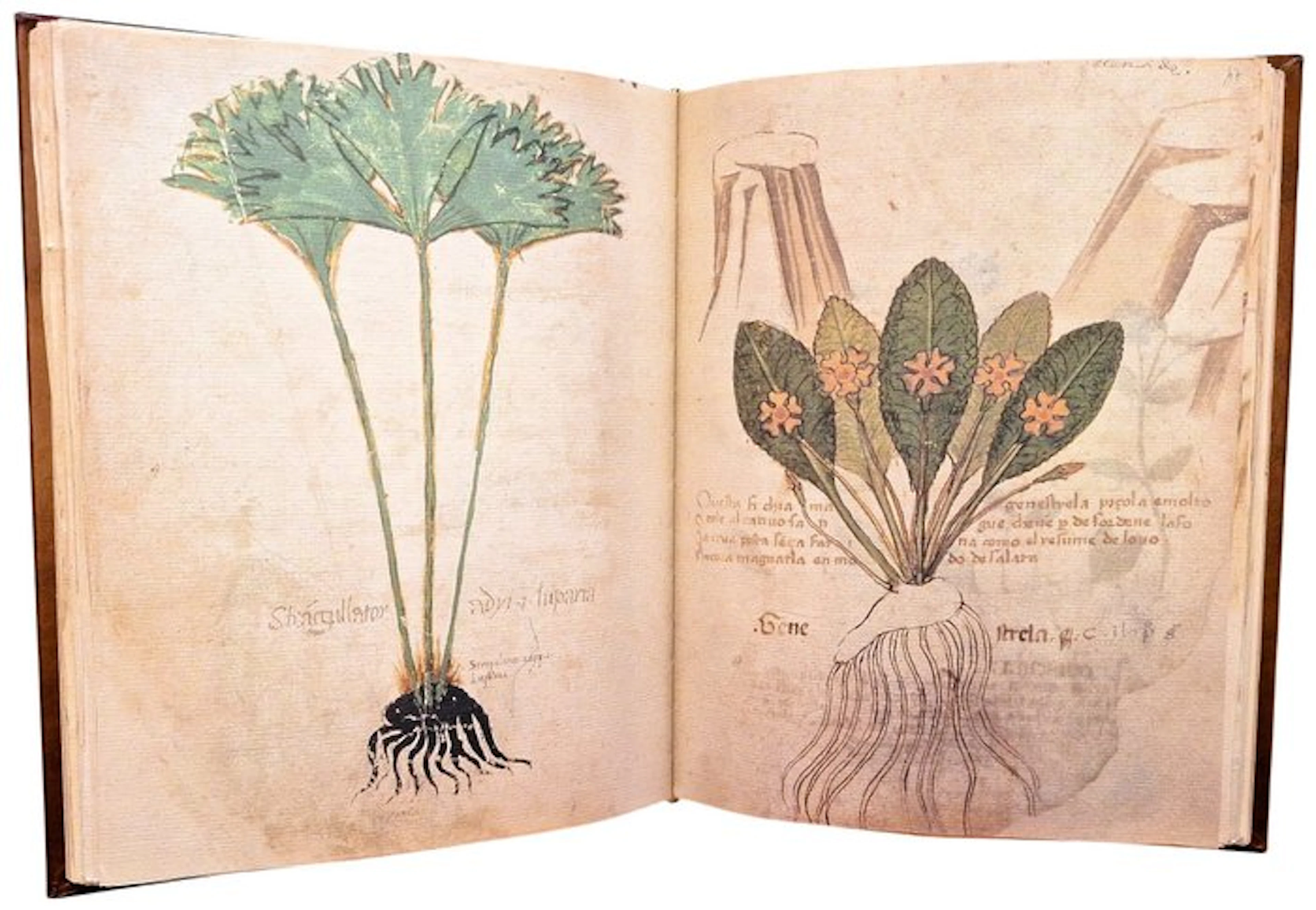 Guarnerinus de Padua - Herbe Pincte [Codex MA 592 della...