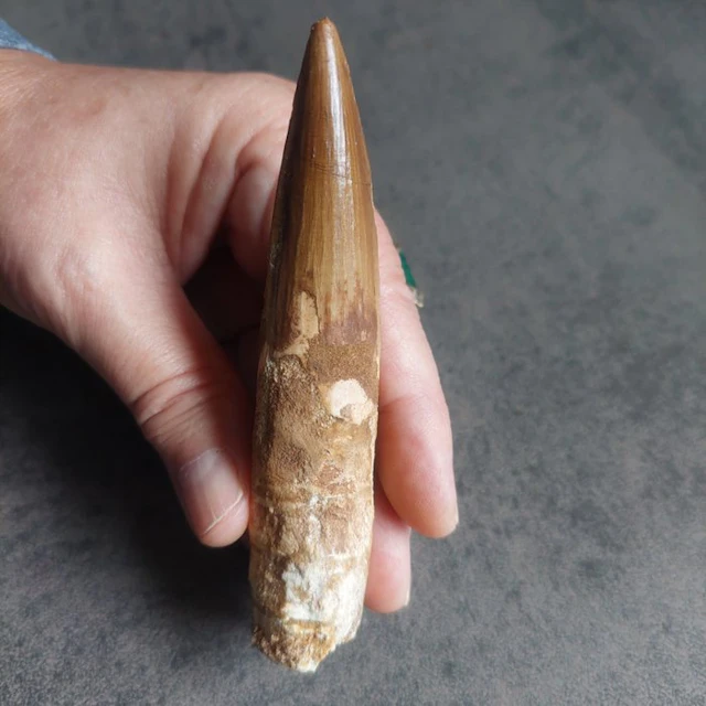 Spinosaur - Fossil tooth - Spinosaurus aegyptiacus - 110 mm - 20 mm