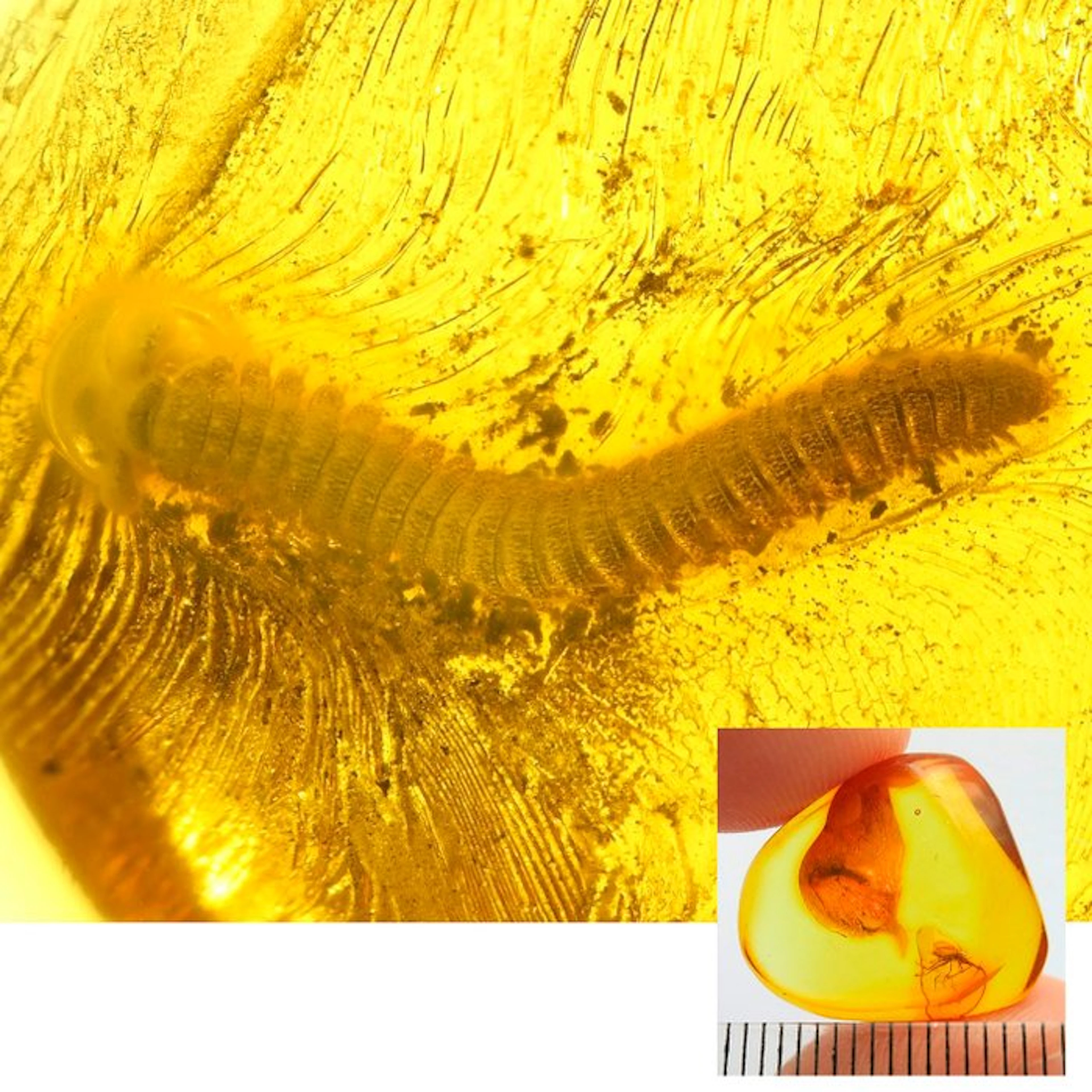 Amber - Amber - Millipede Diplopoda and fly - Milipedae is 4mm - 17 mm - 6 mm