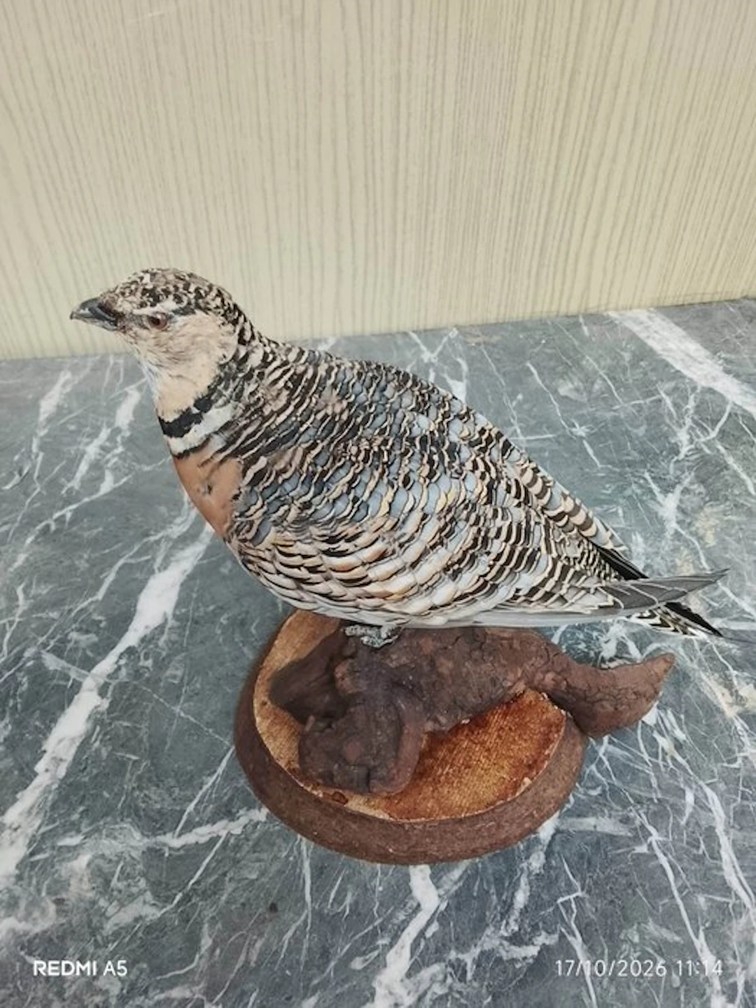 Ganga Cata Taxidermy full body mount - Pterocles alchata...