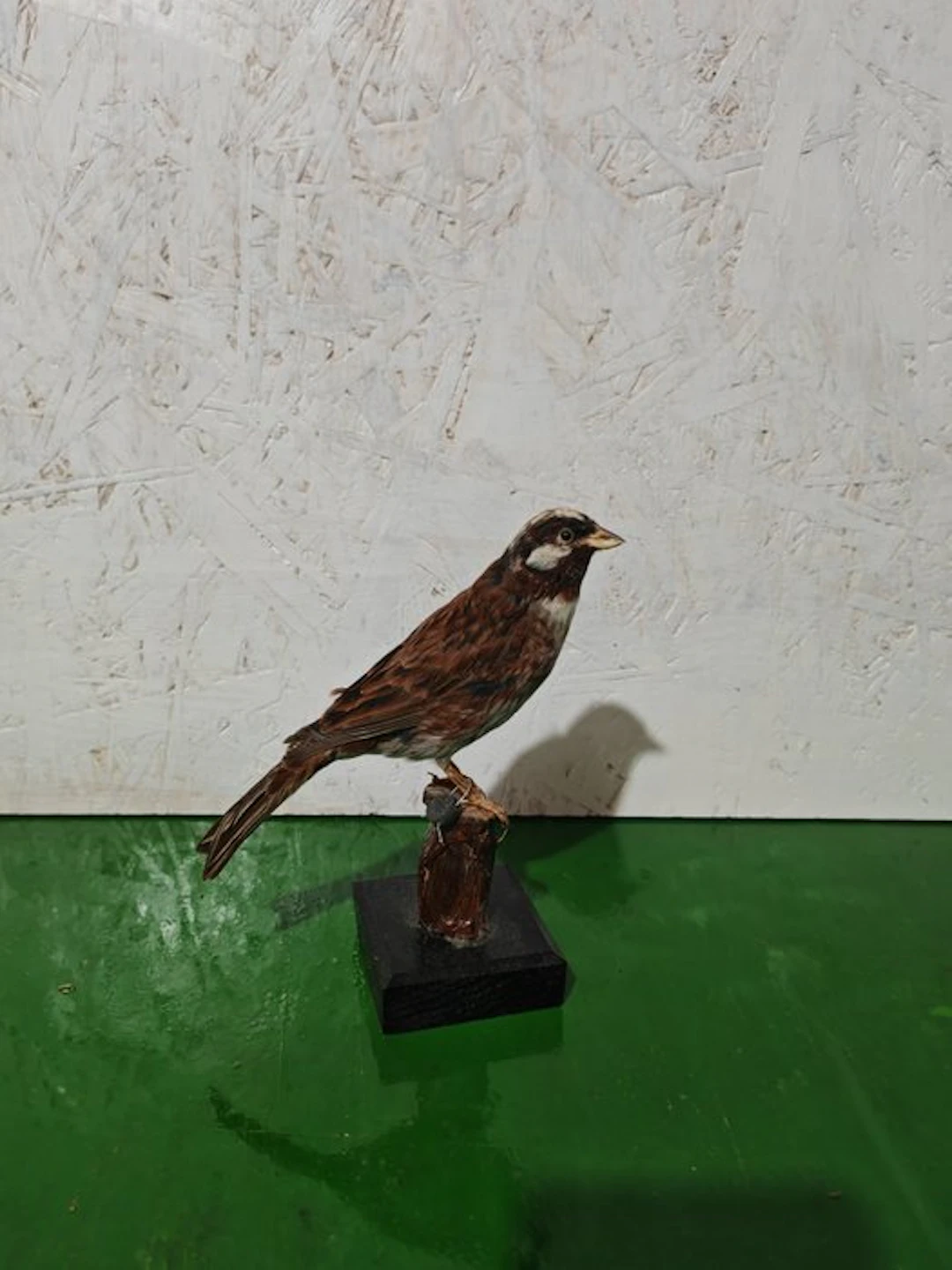 Zigolo golarossa Taxidermy full body mount - Emberiza...