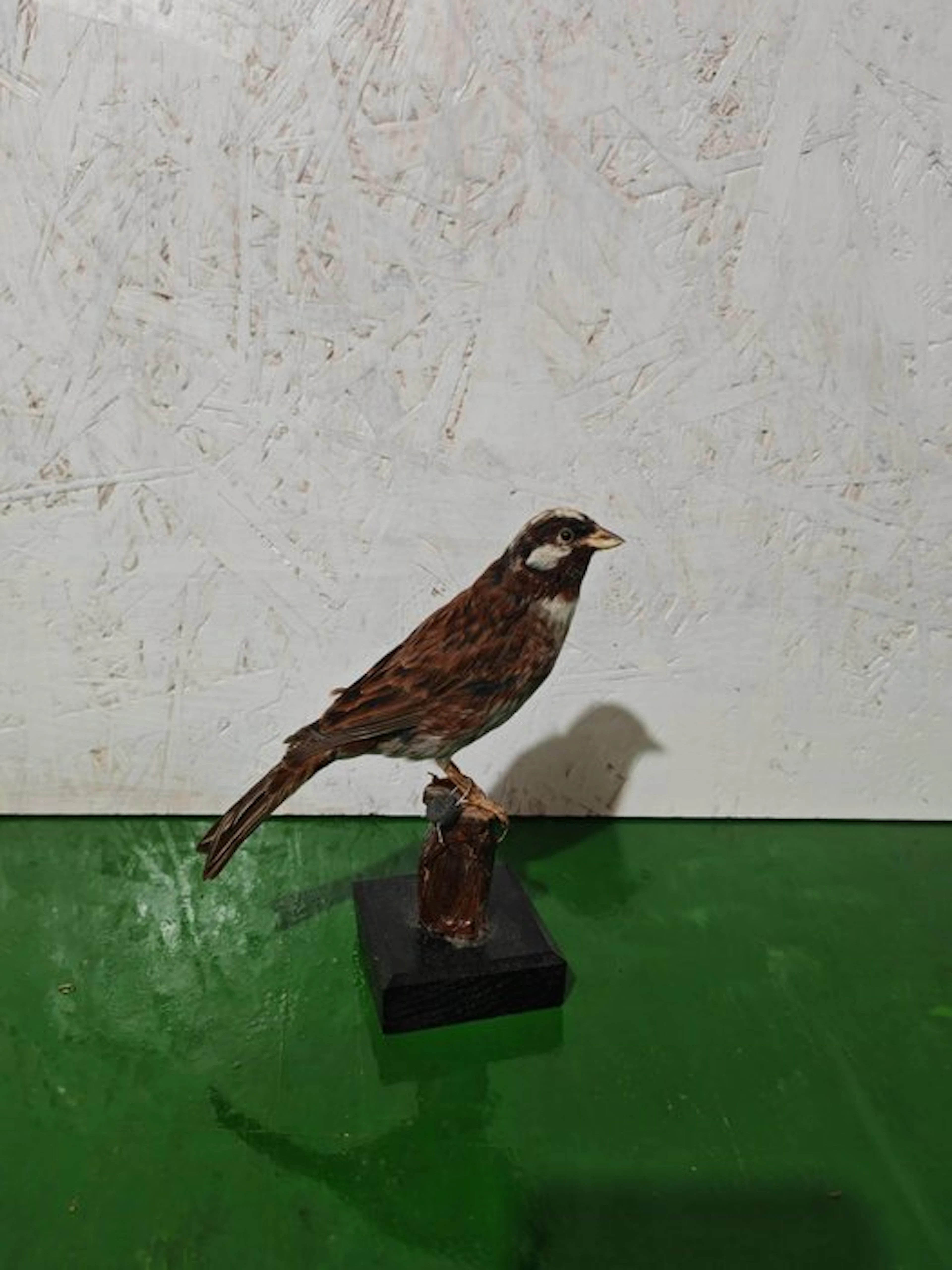 Zigolo golarossa Taxidermy full body mount - Emberiza...