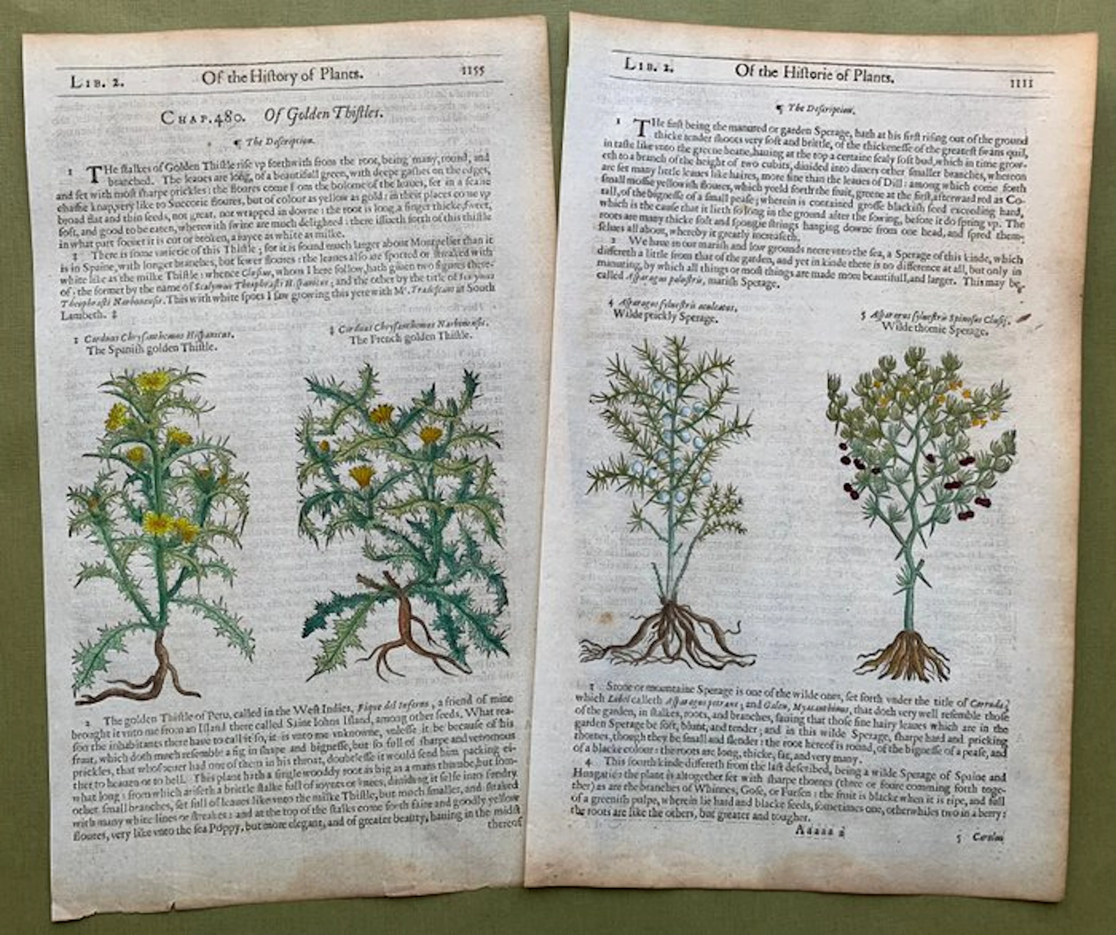 The Herball or generall Historie of Plantes [5 xilografie di fiori] - 1597