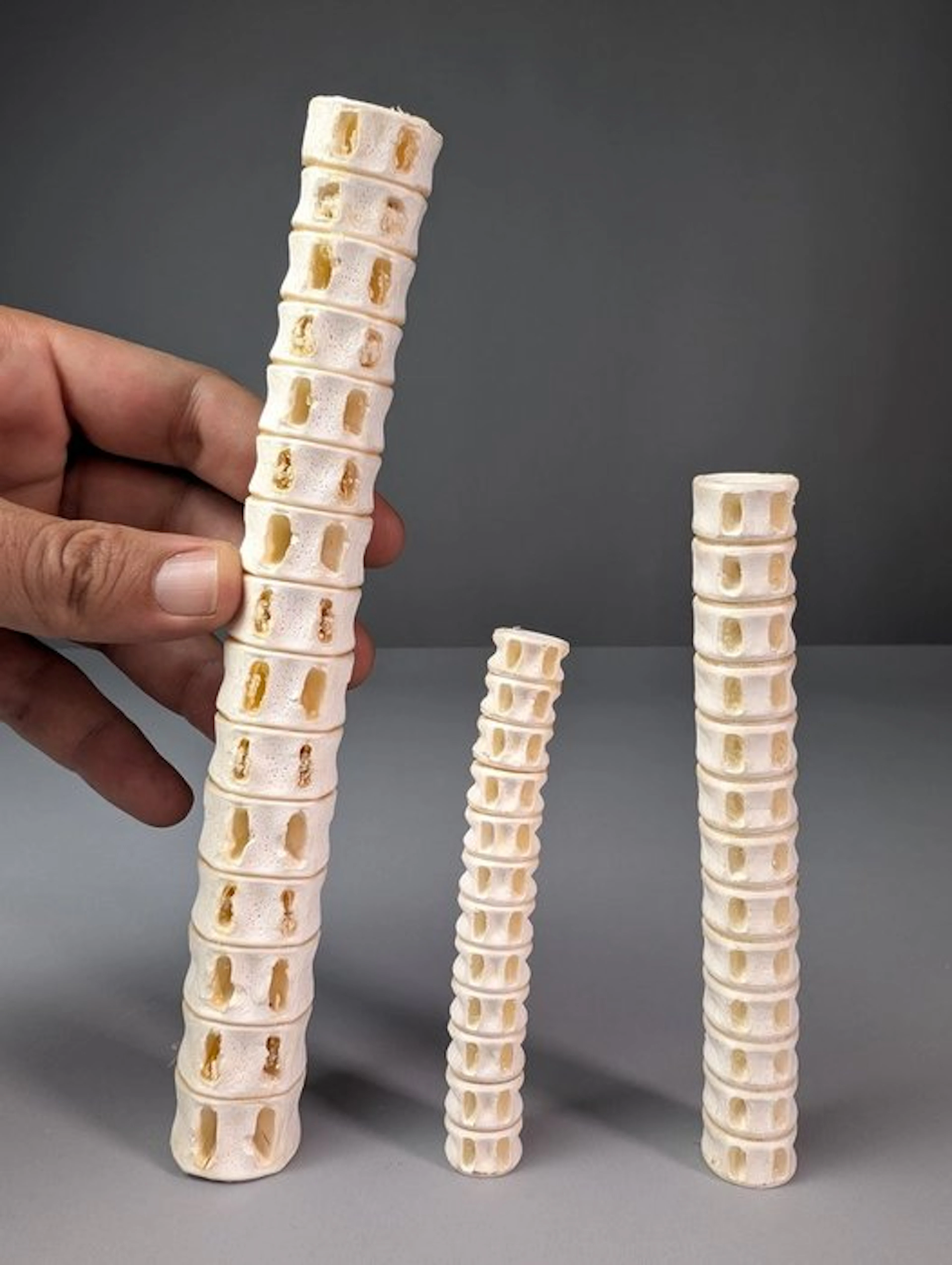 Unusual Set of Shark Vertebrae Bone - Carcharhinidae sp