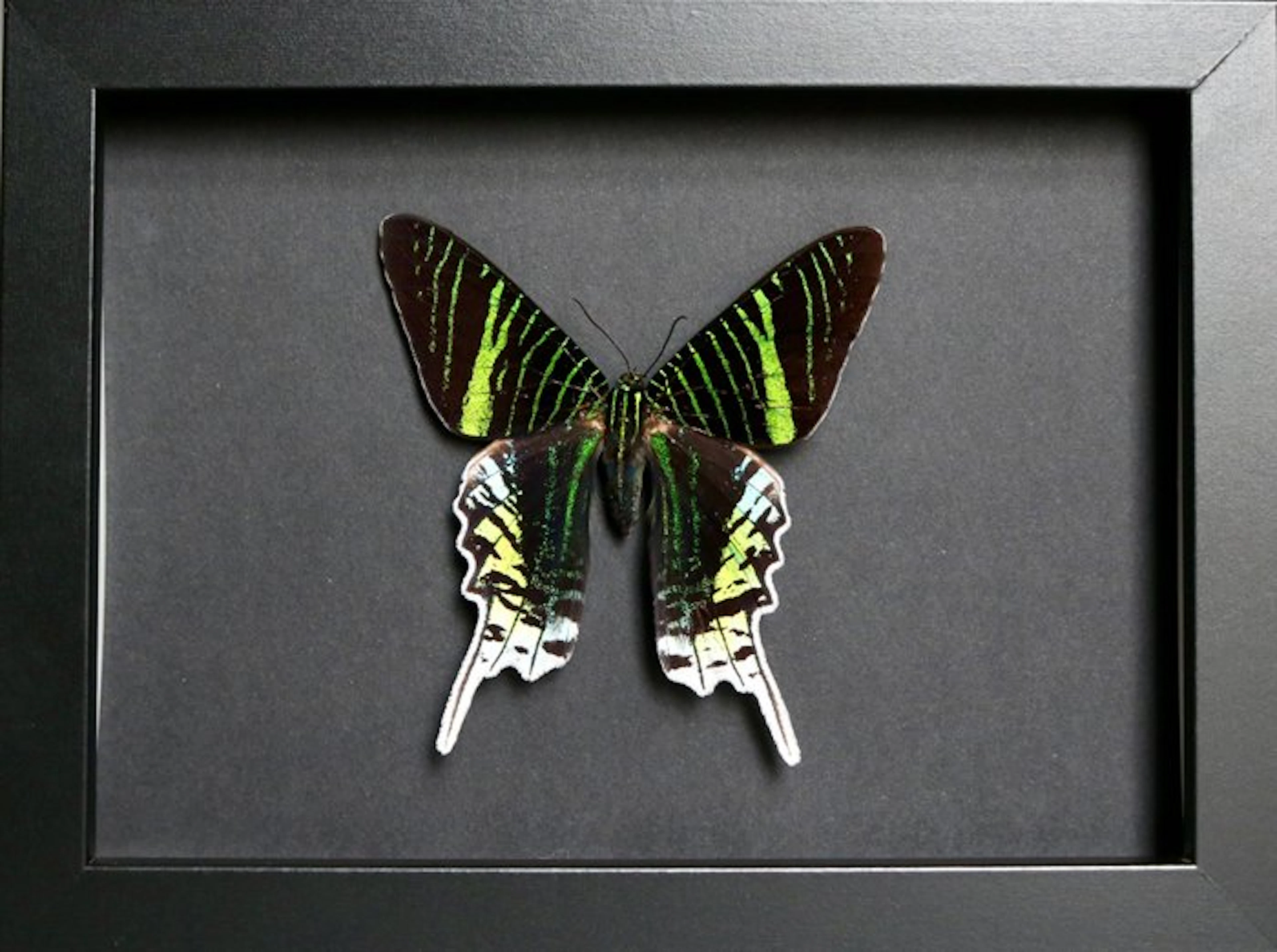 Butterfly Taxidermy full body mount - Urania leilus - 18...