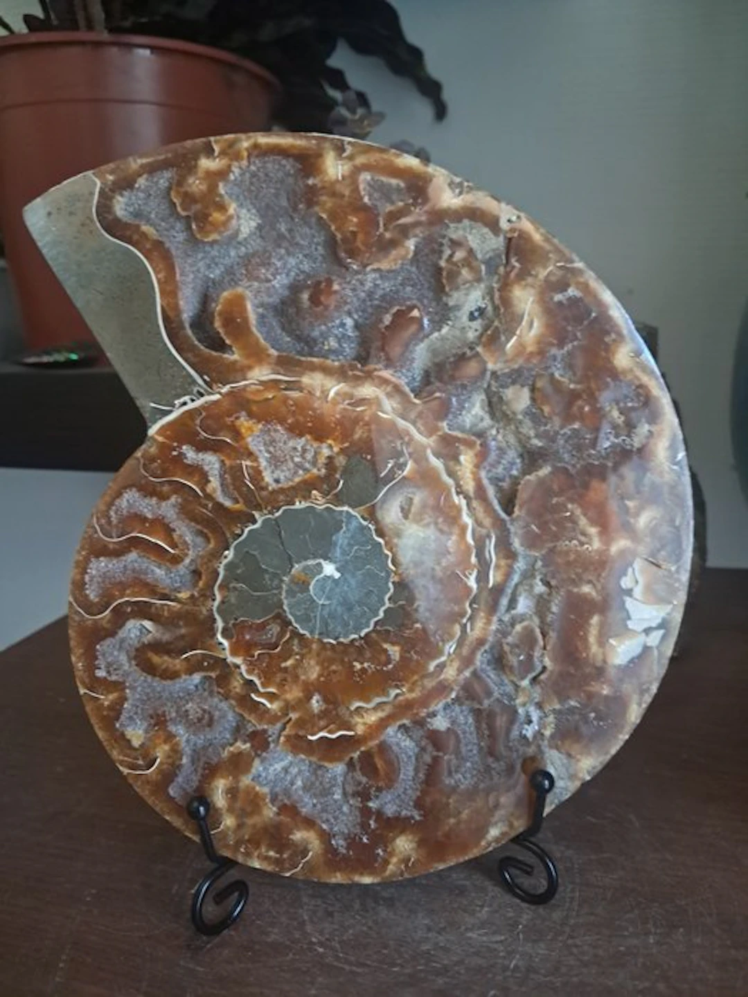 Ammonite - Fossilised animal - cleoniceras - 19.5 cm - 16 cm (No reserve price)