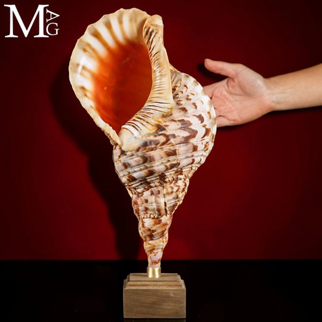 Charonia Tritonis - Shells of the Charonia Genus...