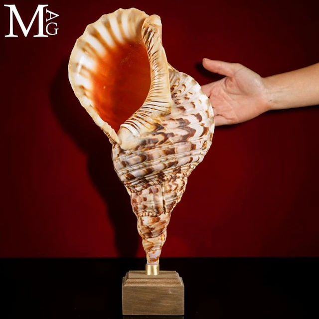 Charonia Tritonis - Shells of the Charonia Genus...