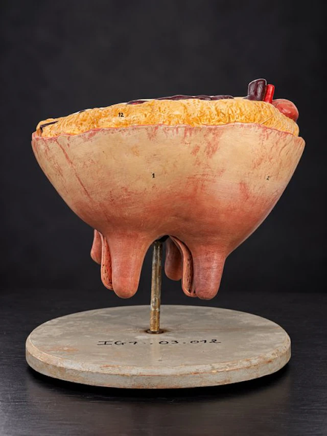Education/demonstration model - Composite - 1950-1960...