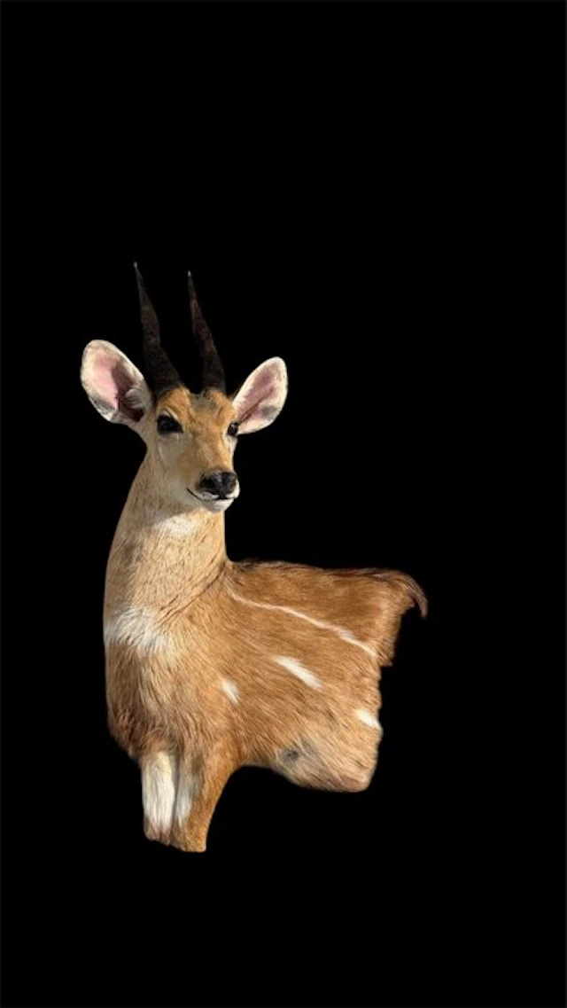 Gun strapped Taxidermy full body mount - Tragelaphus...