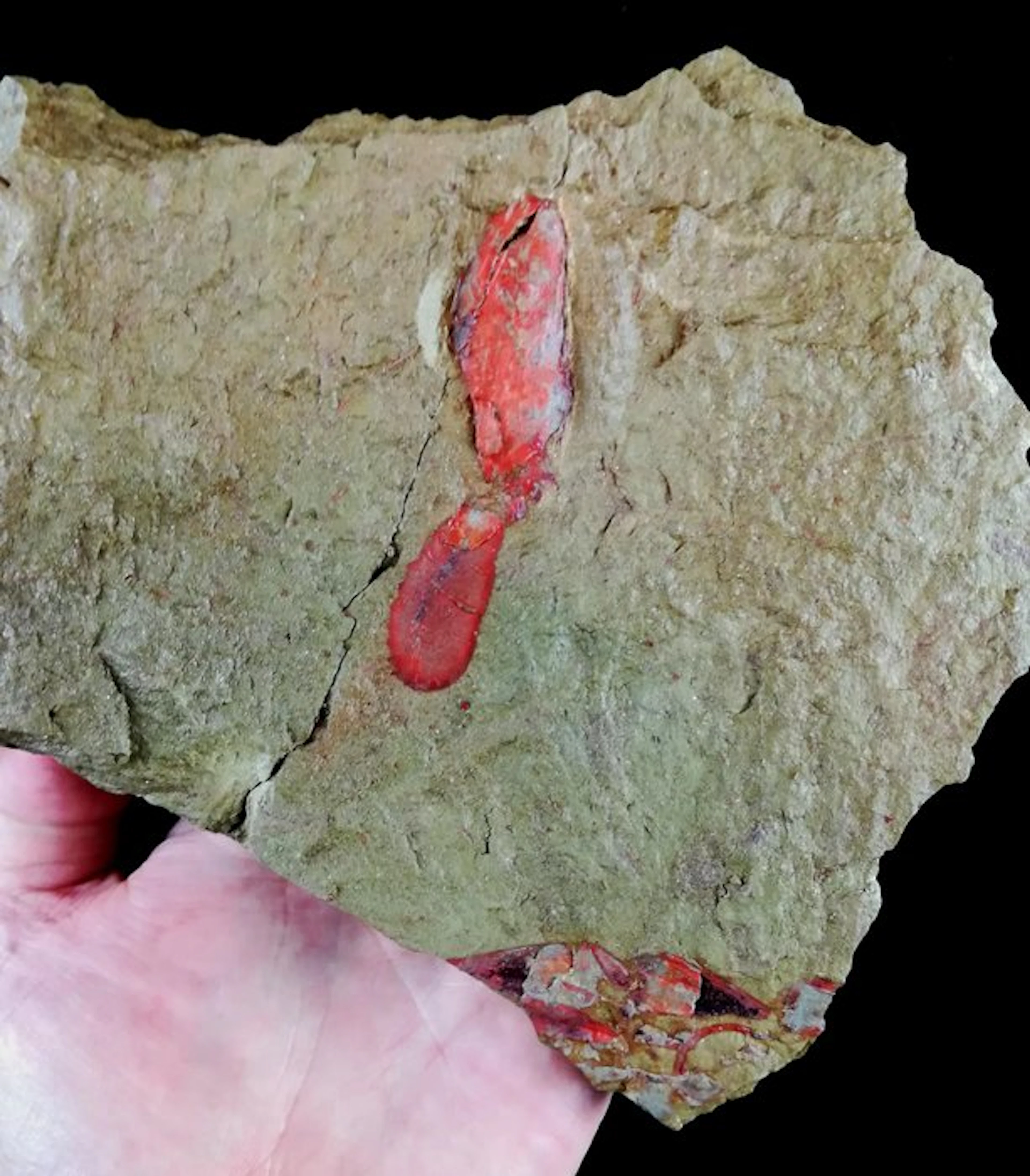 Primitive echinoderm - solved!!! + Hyolitha + Orthocerida...