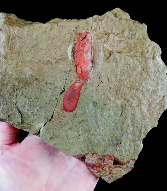 Primitive echinoderm - solved!!! + Hyolitha + Orthocerida...