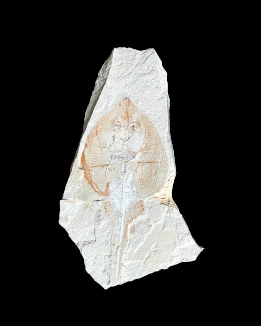 Rhinobatos sp. - Fossil plate matrix - 35 cm - 17 cm