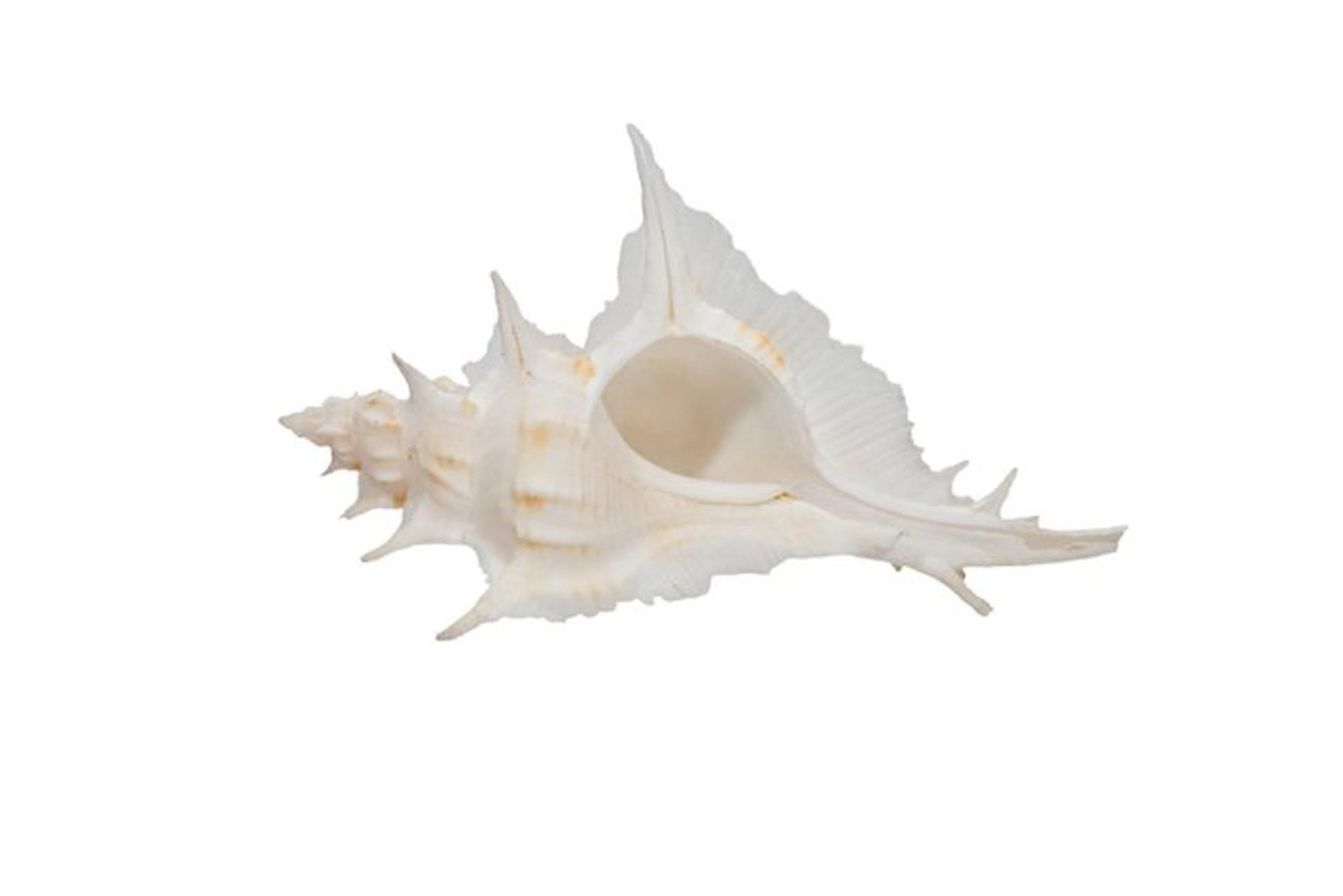 Siratus alabaster (Murex alabaster) – 80 mm – GEM quality...