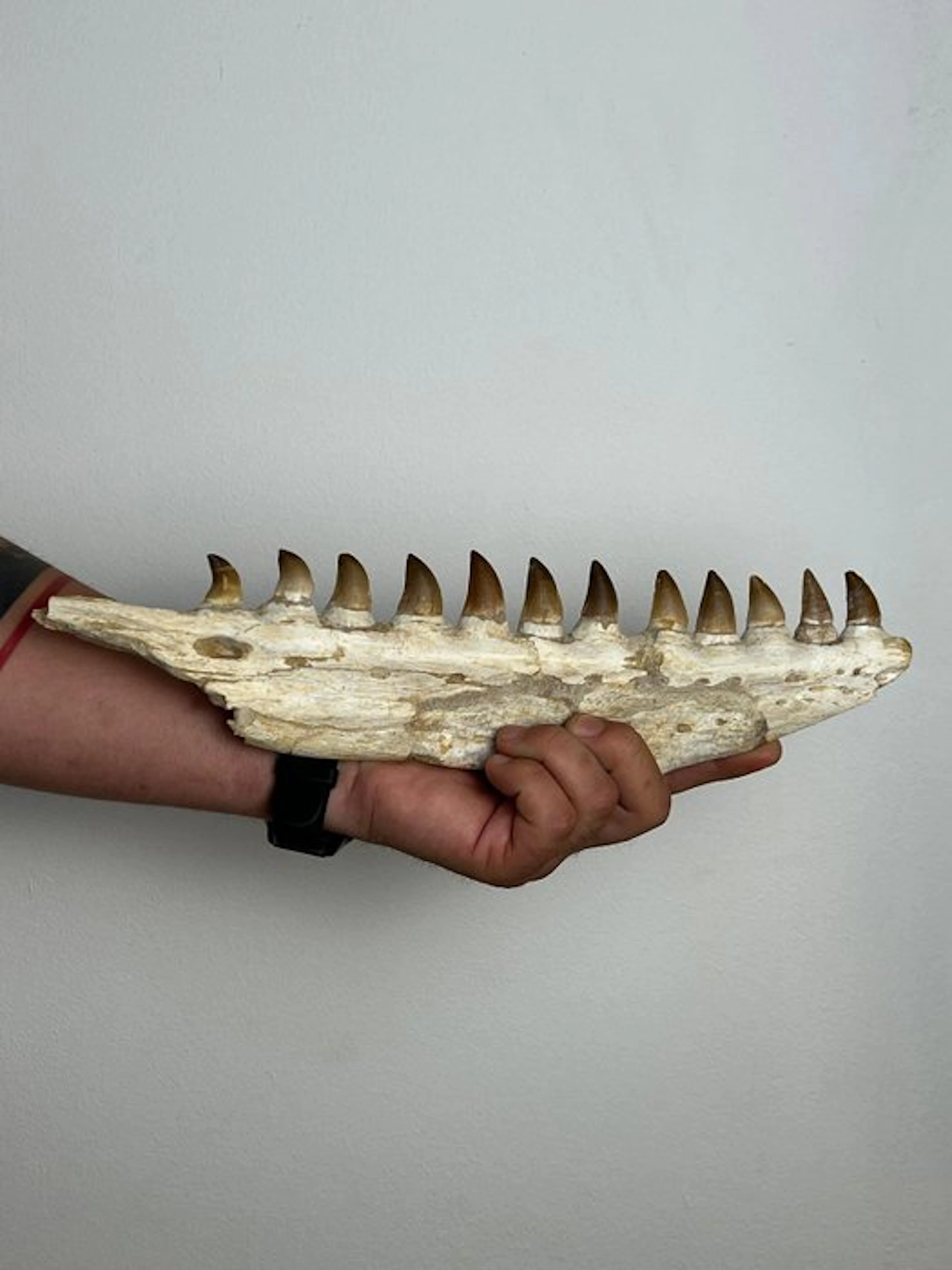 Mosasaur - Fossilised jaw - baeugie - 10 cm - 3 cm