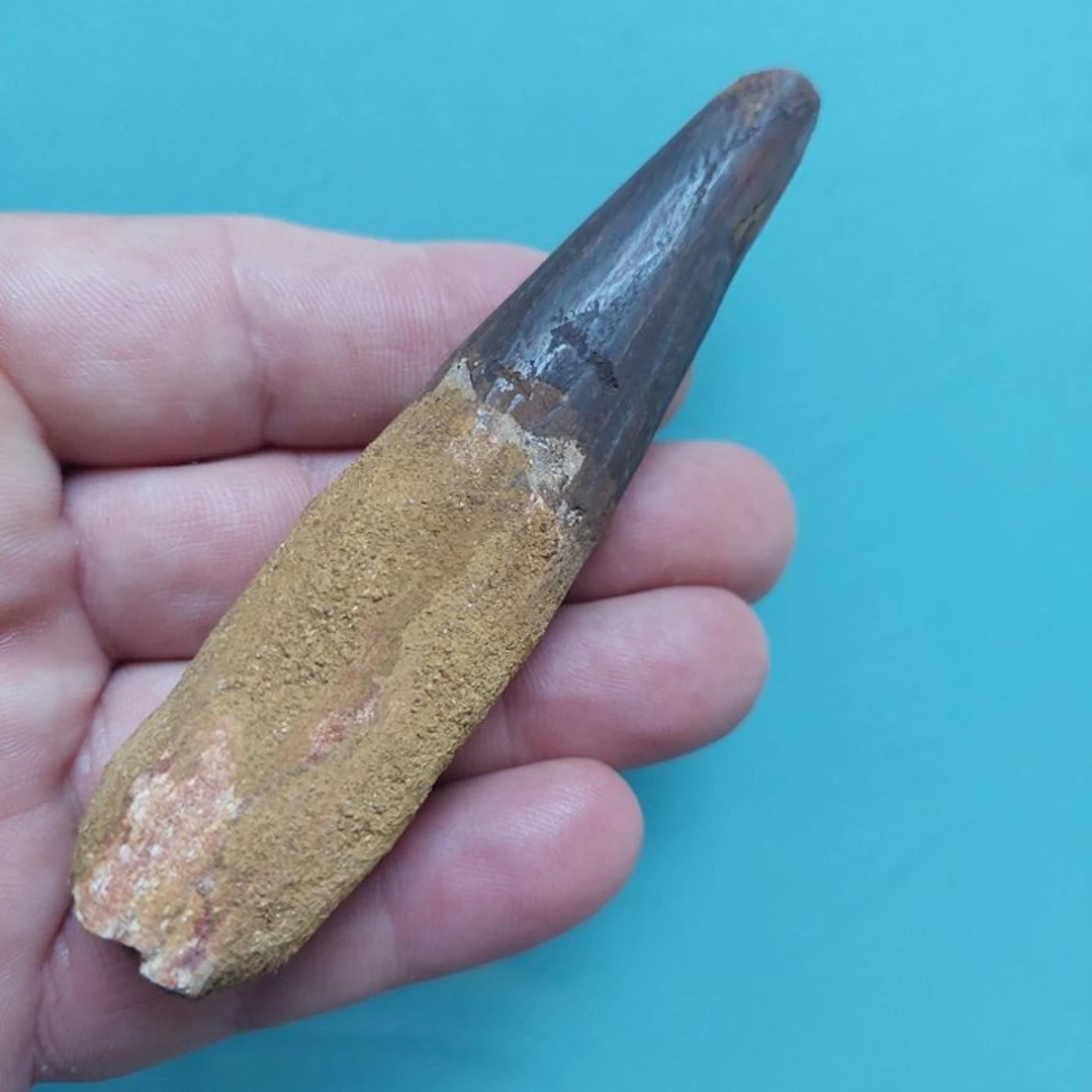 Spinosaur - Fossil tooth - 110 mm - 25 mm (No reserve price)
