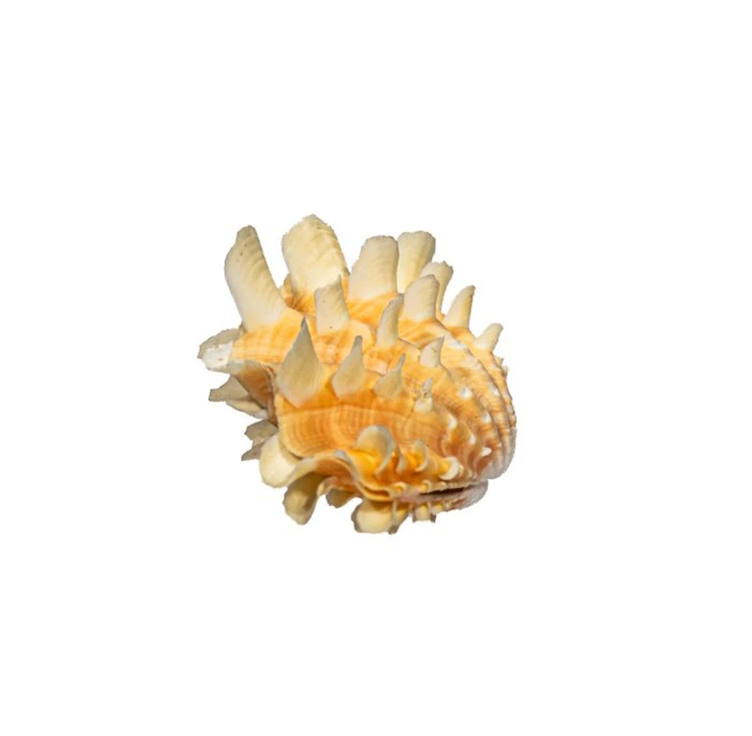 Exotic scaly giant clam (Tridacna squamosa) – 70 mm...