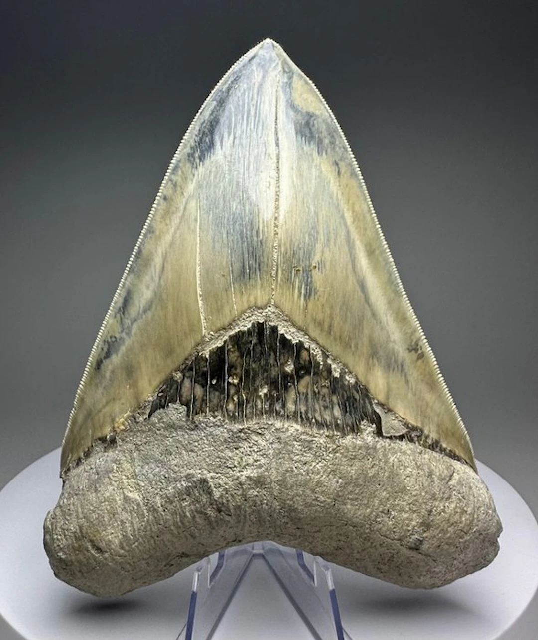 Megalodon - Fossil tooth - 14.5 cm - 11 cm