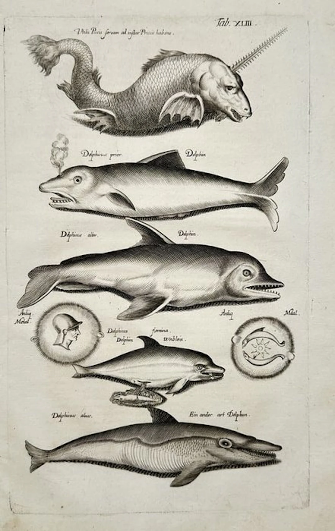 Joannes Jonstonus (1603-1675) / Matthäus Merian - Marine...