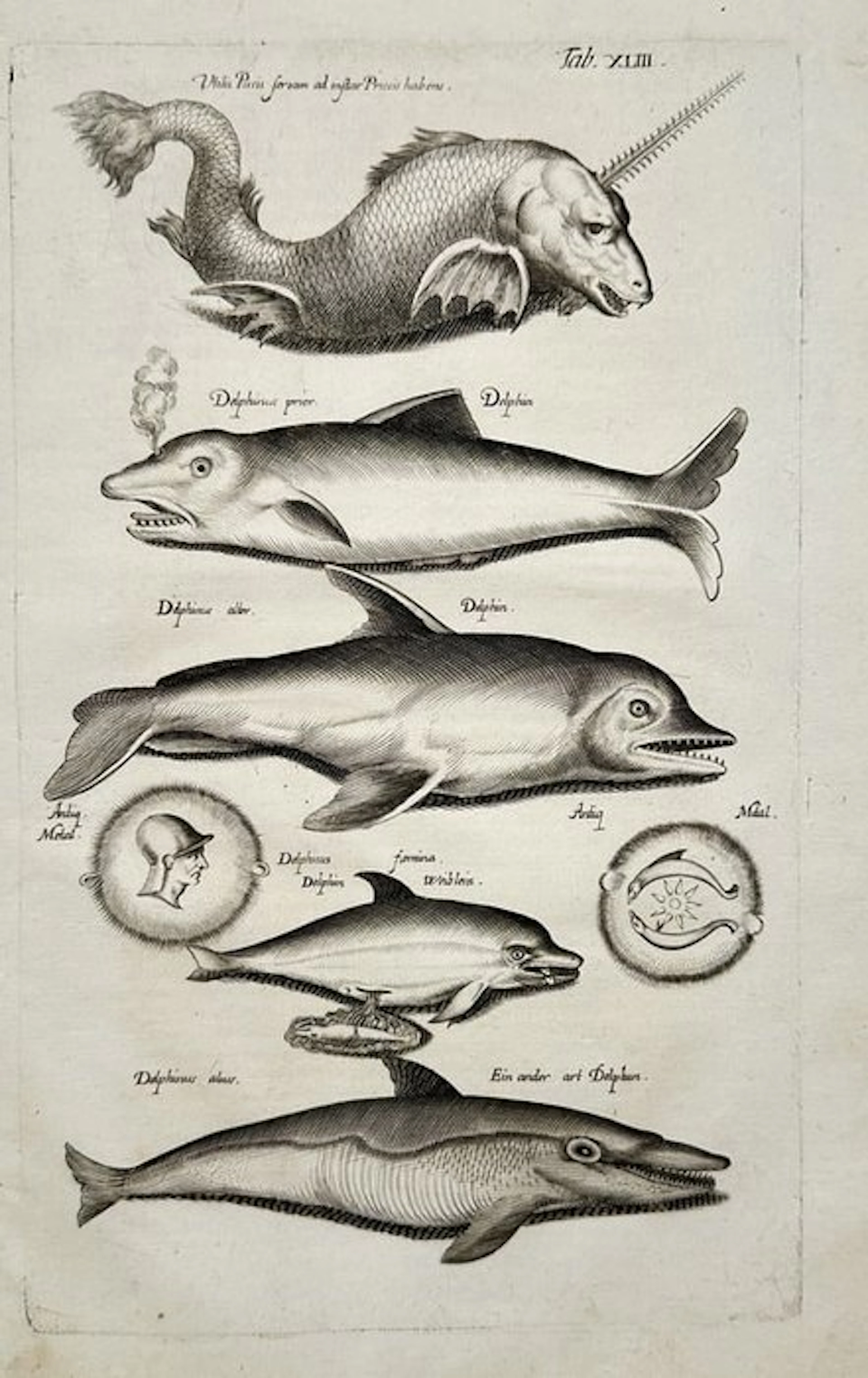 Joannes Jonstonus (1603-1675) / Matthäus Merian - Marine...