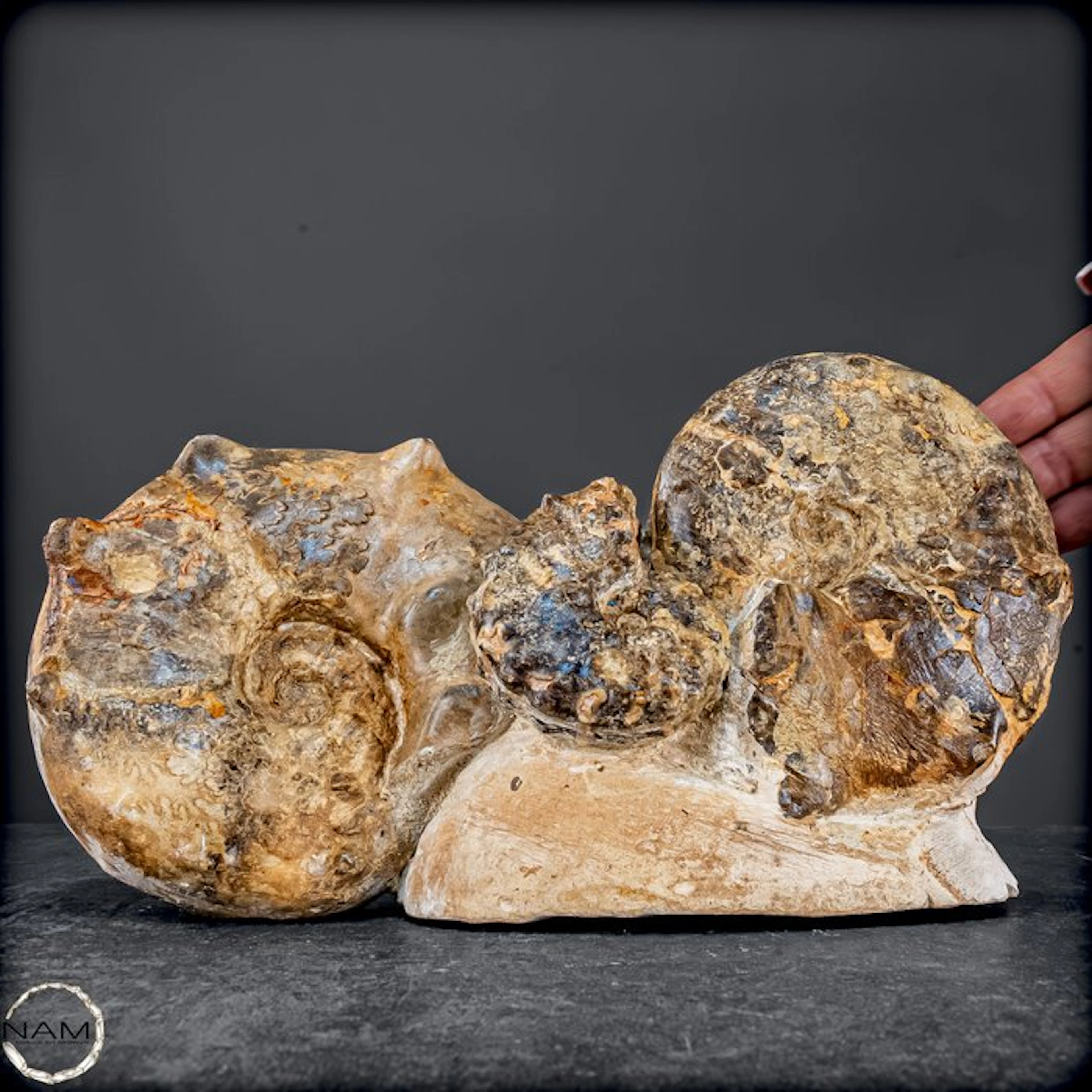 Rare fossil ammonite Mammites nodosoides with dendrites from Morocco- 3111.72 g