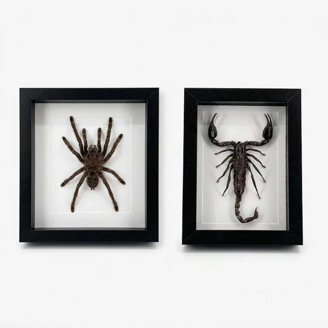 Mounted tarantula and scorpion on the list Taxidermy full...