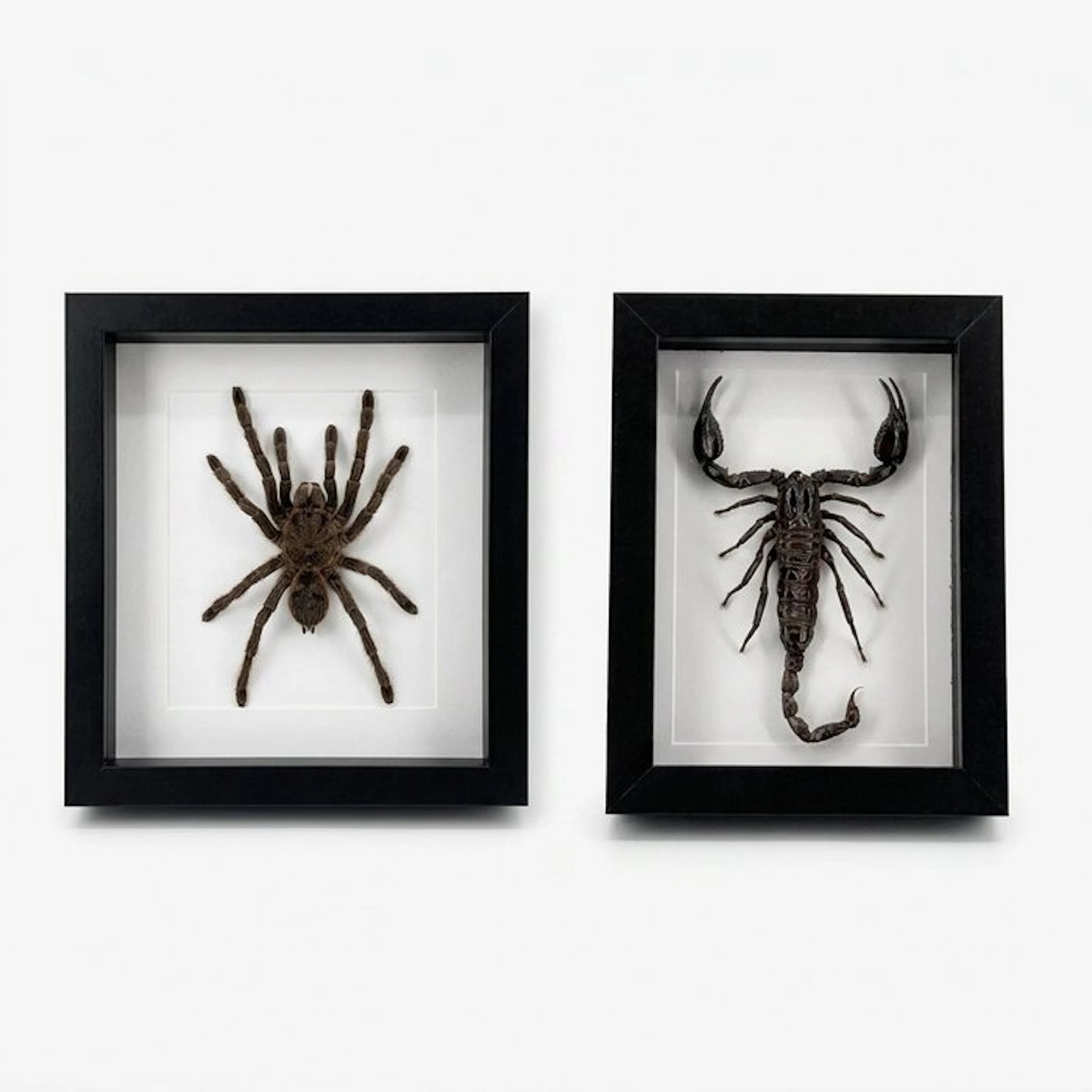 Mounted tarantula and scorpion on the list Taxidermy full...