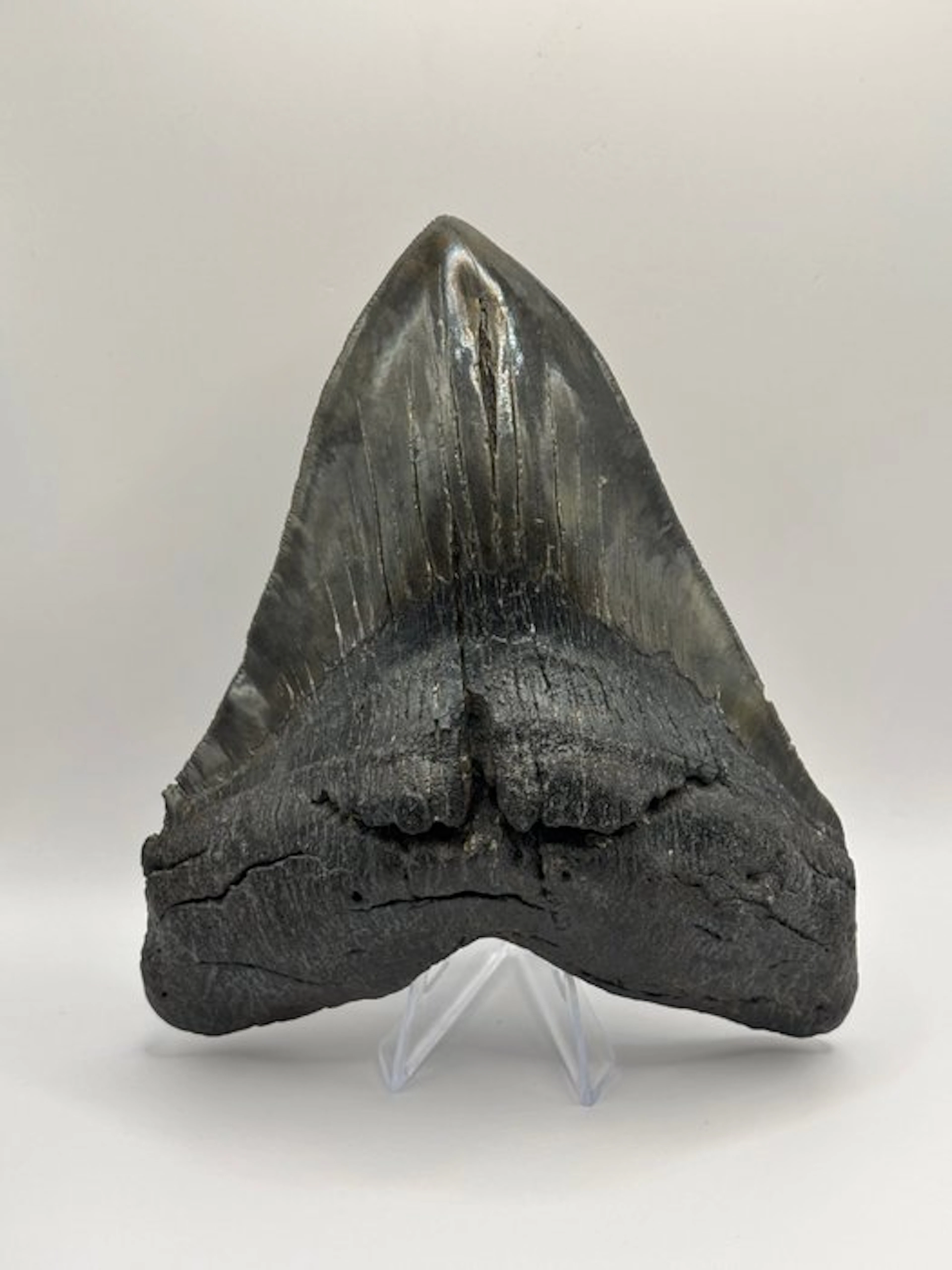 Megalodon - Fossil tooth - Otodus Megalodon - 14.74 cm