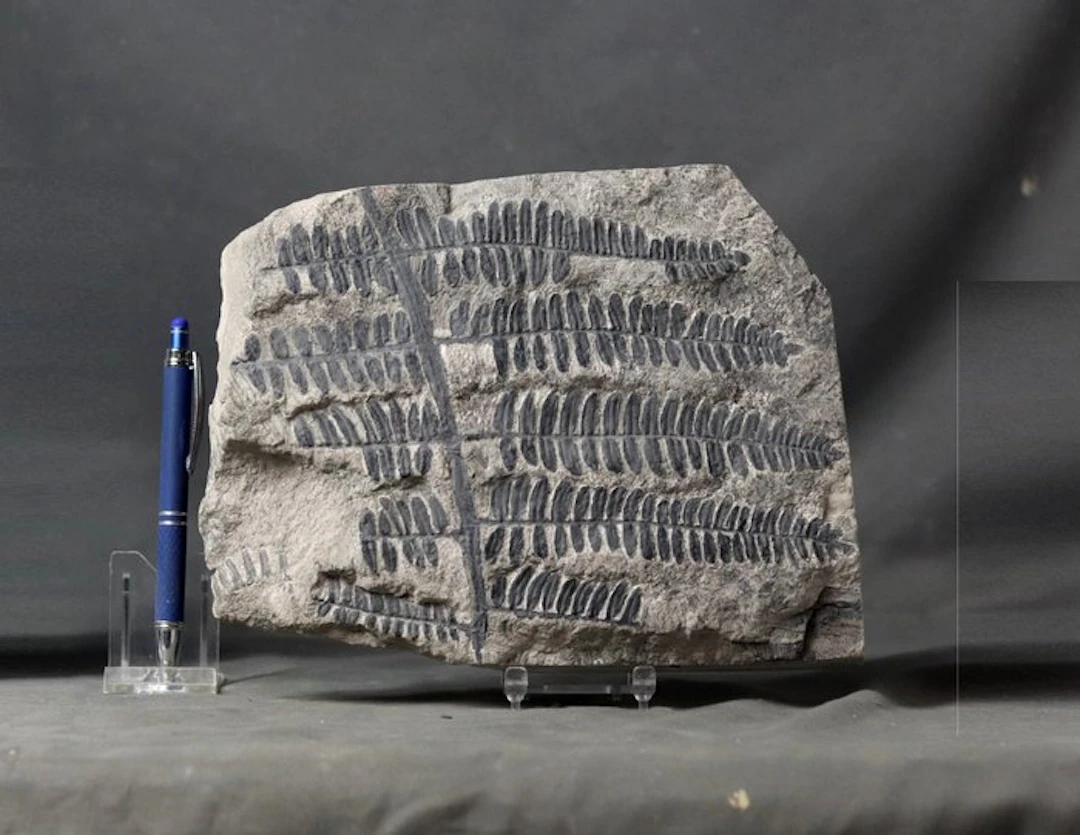 Outstanding specimen - From Classic french location...