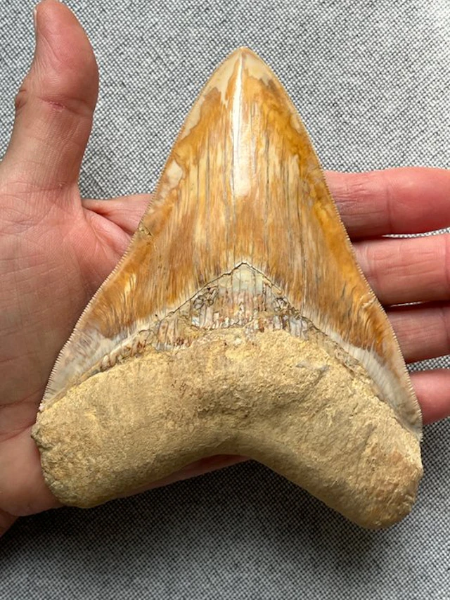 Huge Megalodon tooth 14,0 cm - Fossil tooth - Carcharocles megalodon