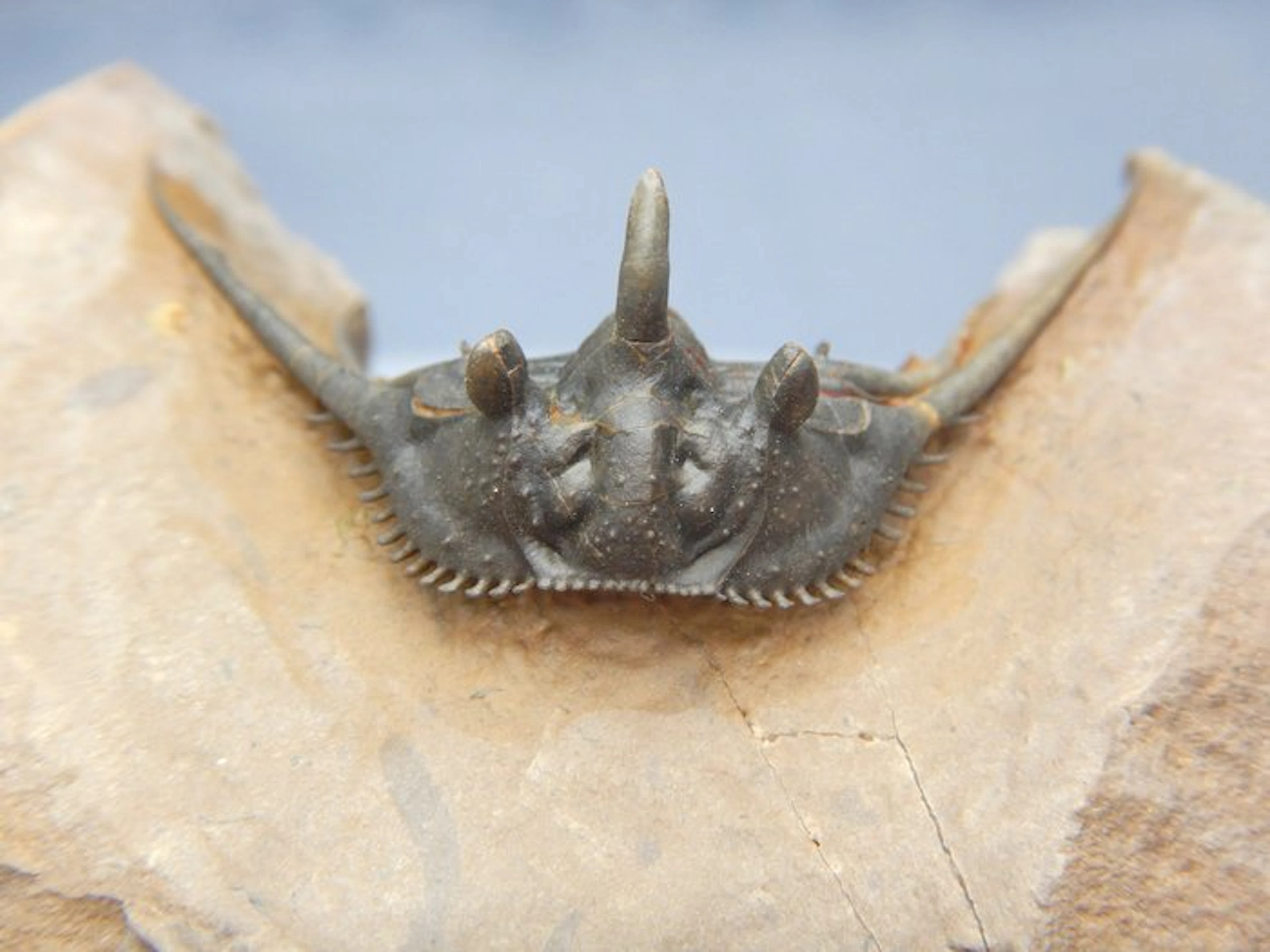 Trilobite - Fossilised animal - MUSUEM QUALITY * Kettneraspis * - 4.5 cm - 5 cm