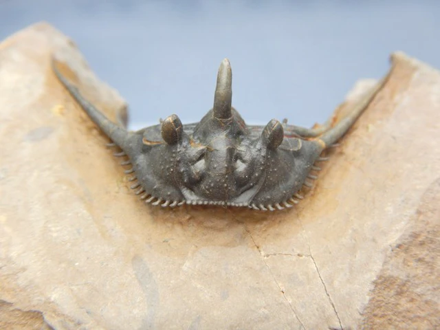Trilobite - Fossilised animal - MUSUEM QUALITY Kettneraspis - 4.5 cm - 5 cm