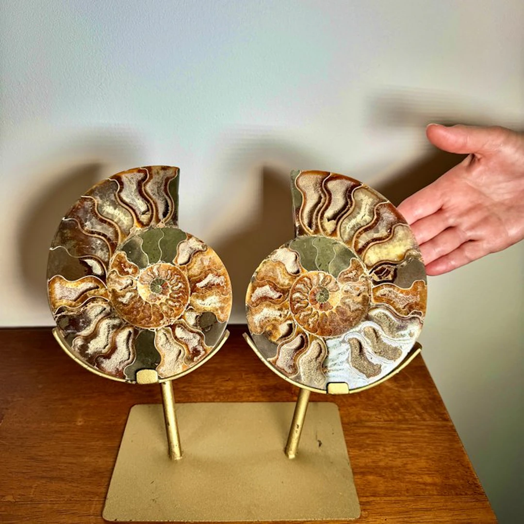 Madagascar Ammonite