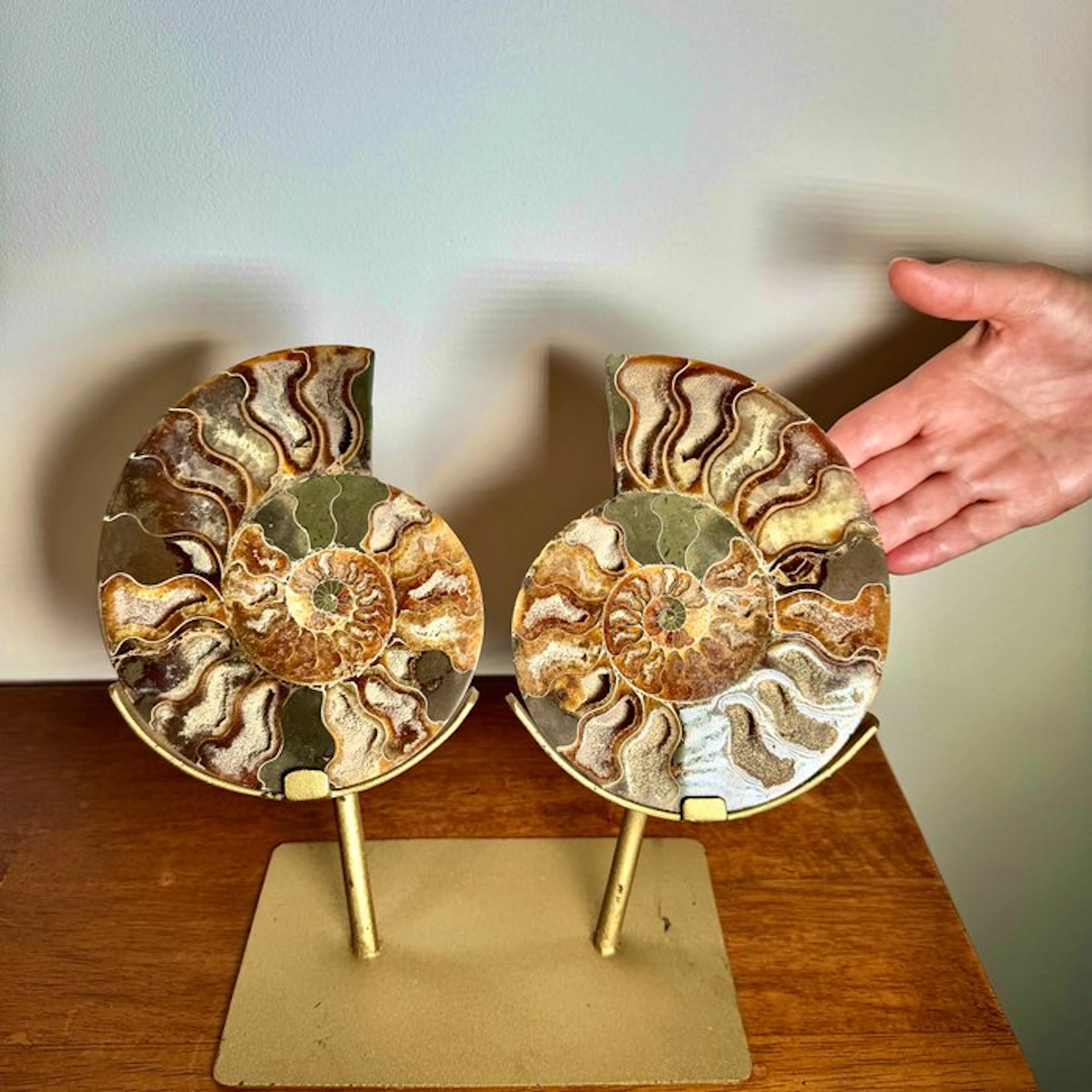 Madagascar Ammonite