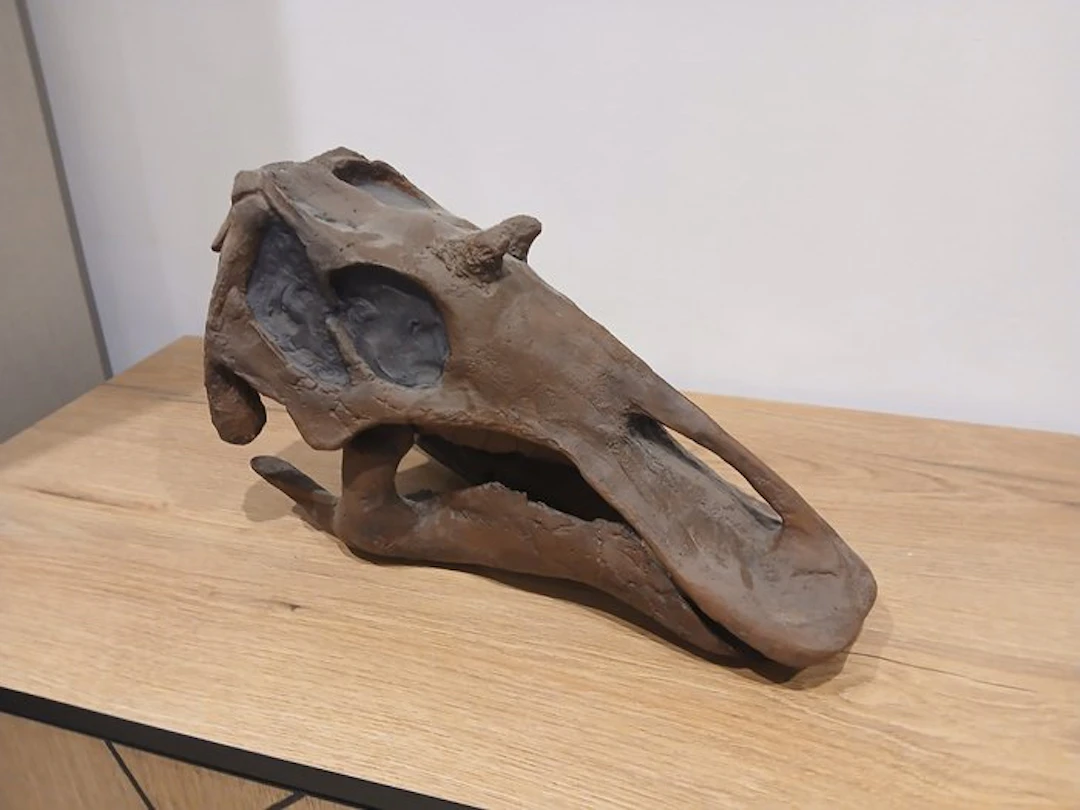Replica of Maiasaura peeblesorum skull (Juvenile...