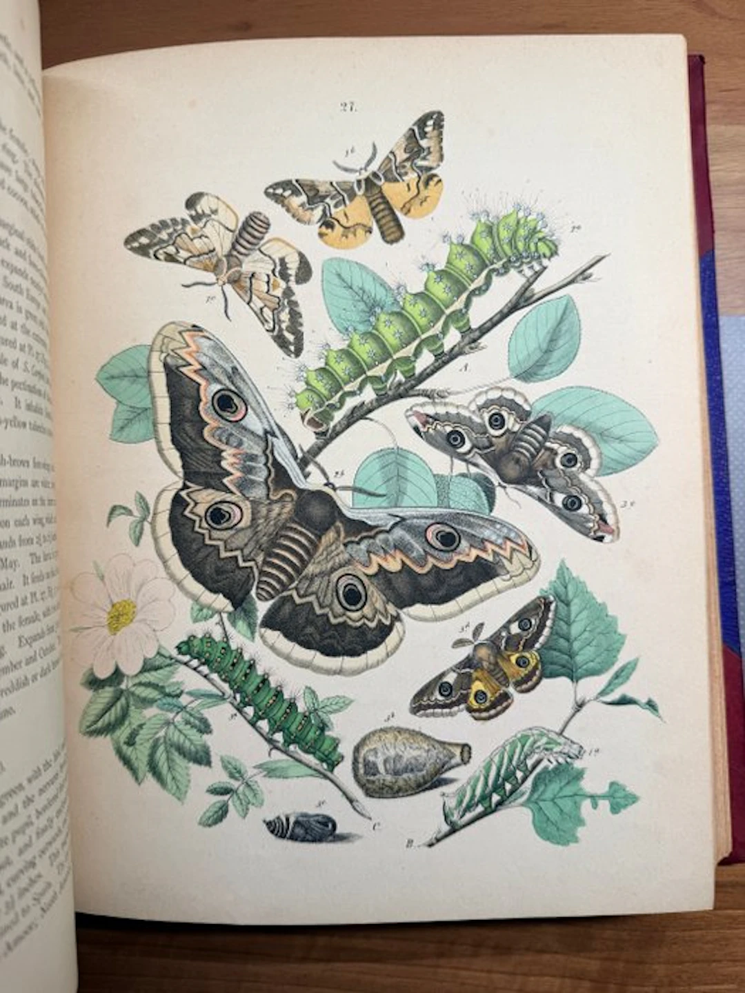 W. F. Kirby - European Butterflies and Moths - 1882