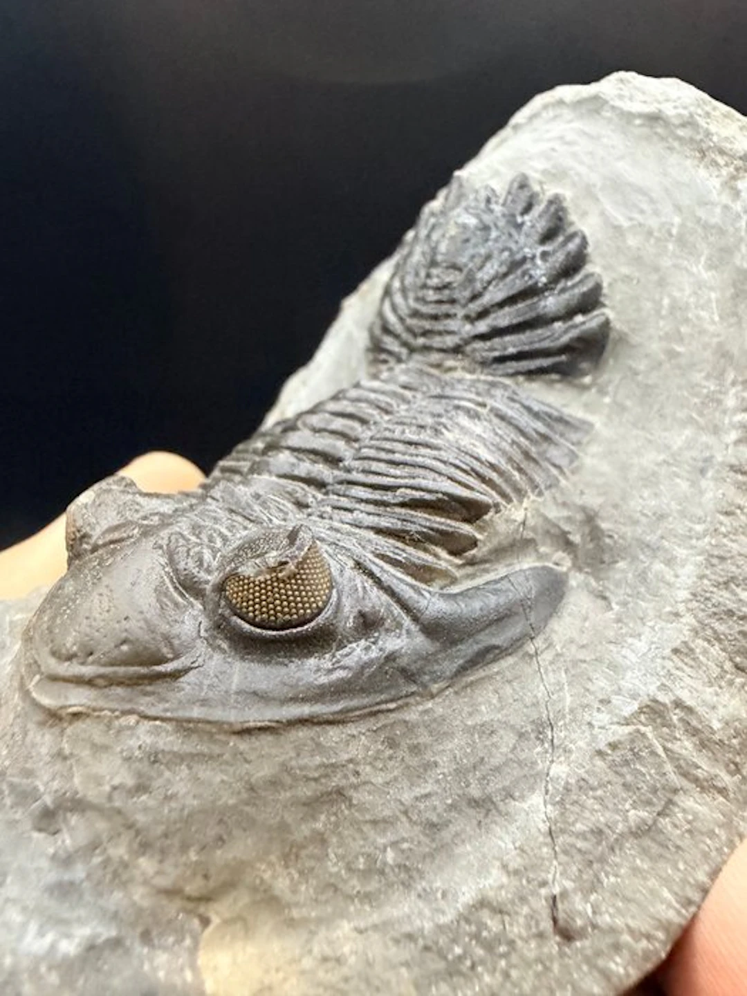 Trilobite - Fossilised animal - Hollardops sp. - 10.6 cm