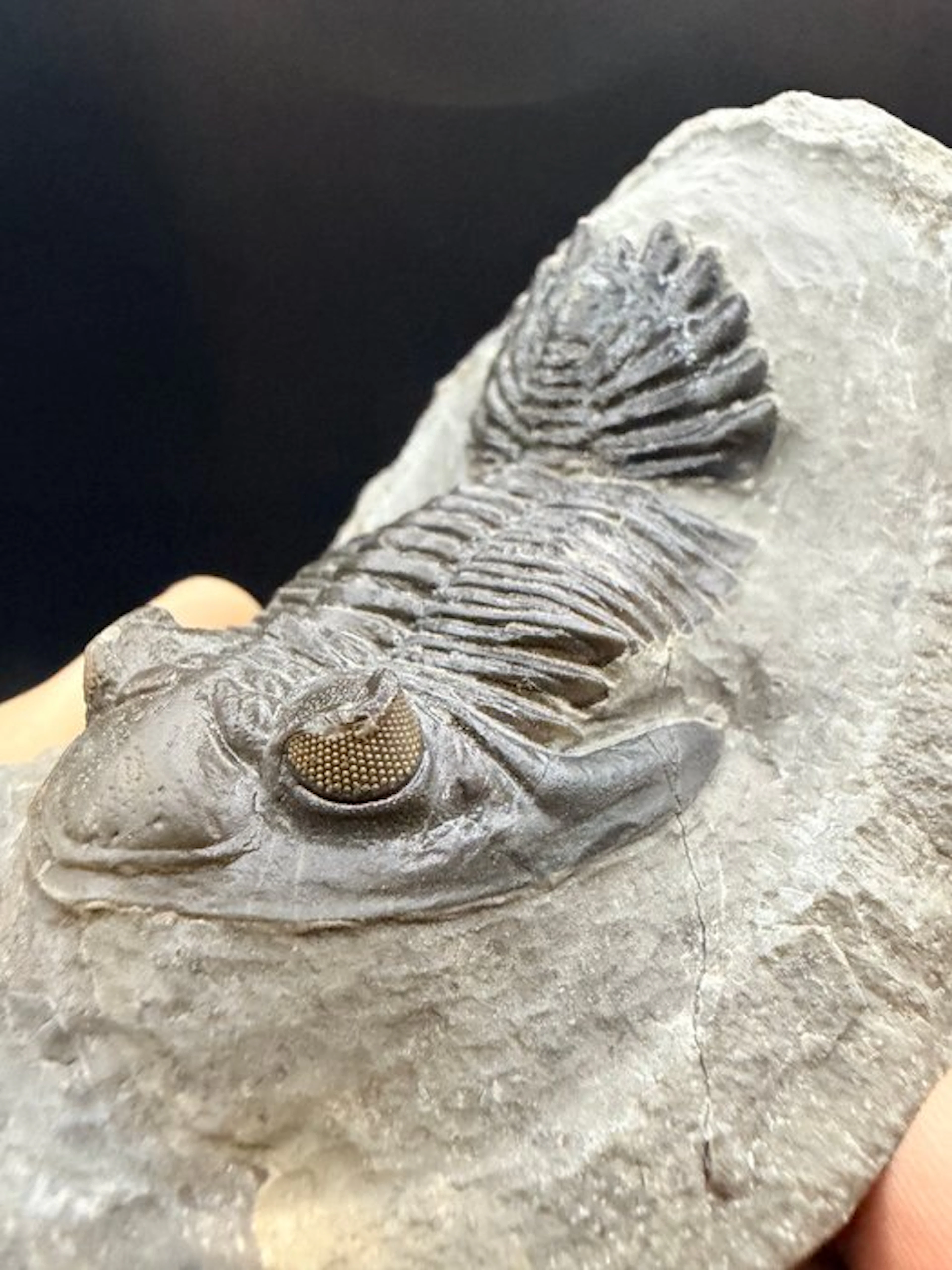 Trilobite - Fossilised animal - Hollardops sp. - 10.6 cm