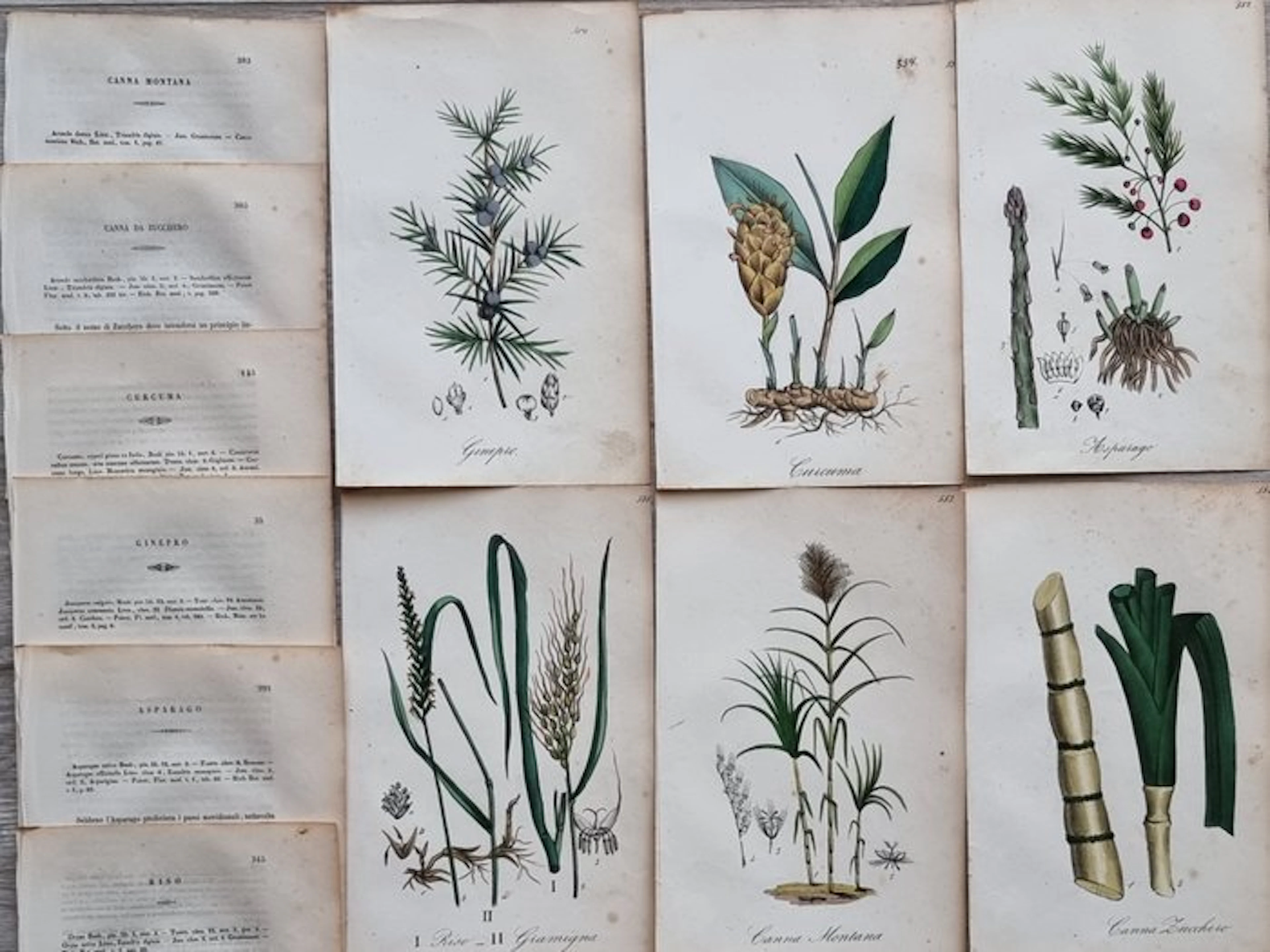 Felice Cassone (1815/ 1854) - Lot