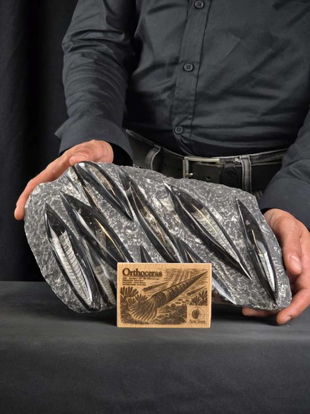 Orthoceras - Fossilised animal (No reserve price)