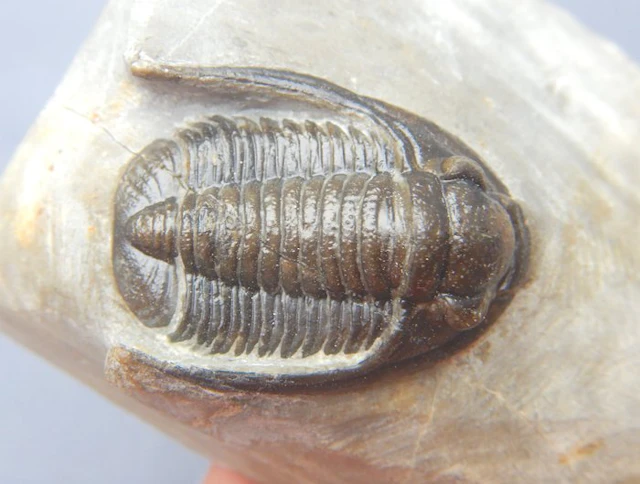 Fossil - Fossil skeleton - Cornuproetus cornutus - 3.5 cm