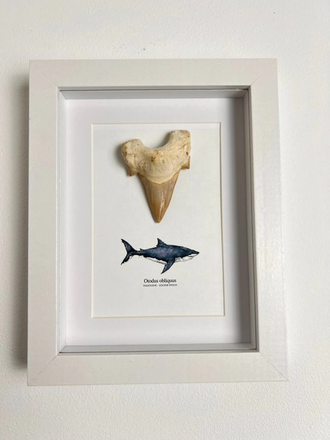 Shark - Fossil tooth - Otodus obliquues - 23 cm - 18 cm (No reserve price)