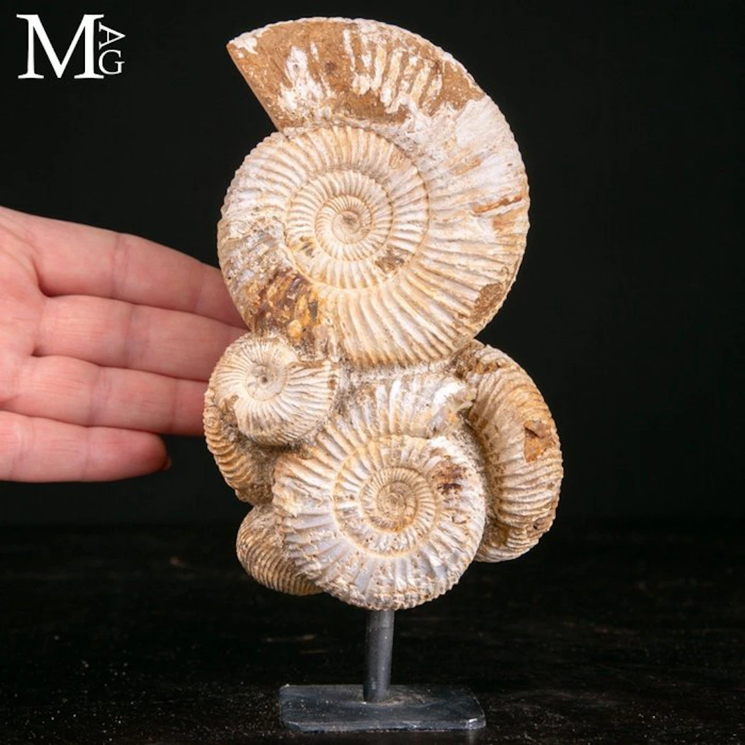 Exquisitely preserved Jurassic Perisphinctes ammonite...