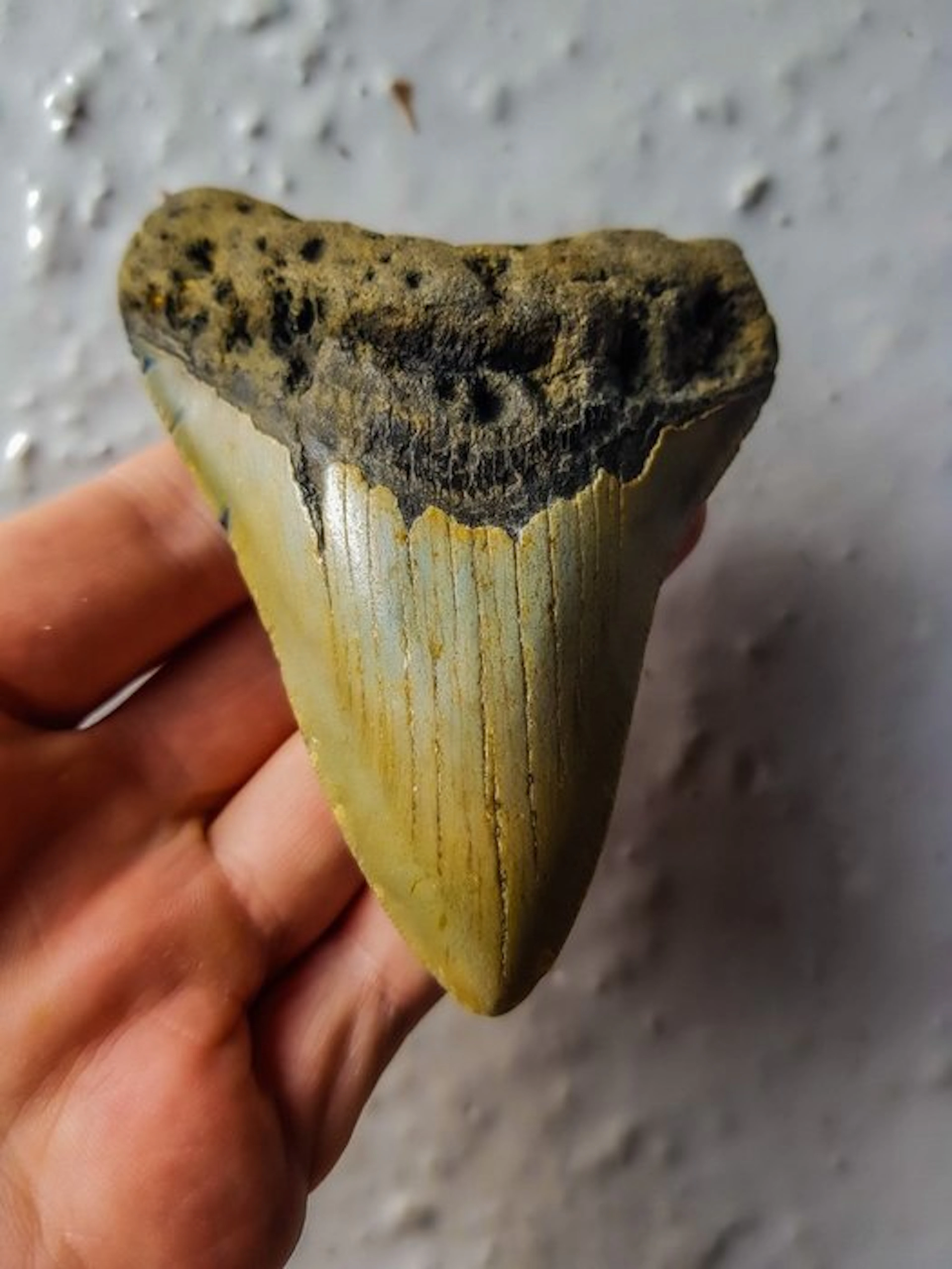 Megalodon - Fossil tooth - 10.6 cm - 8 cm