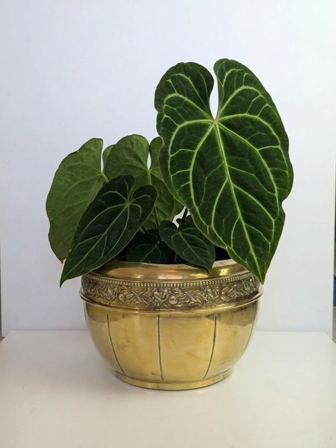 Flower pot - Brass - Large planters