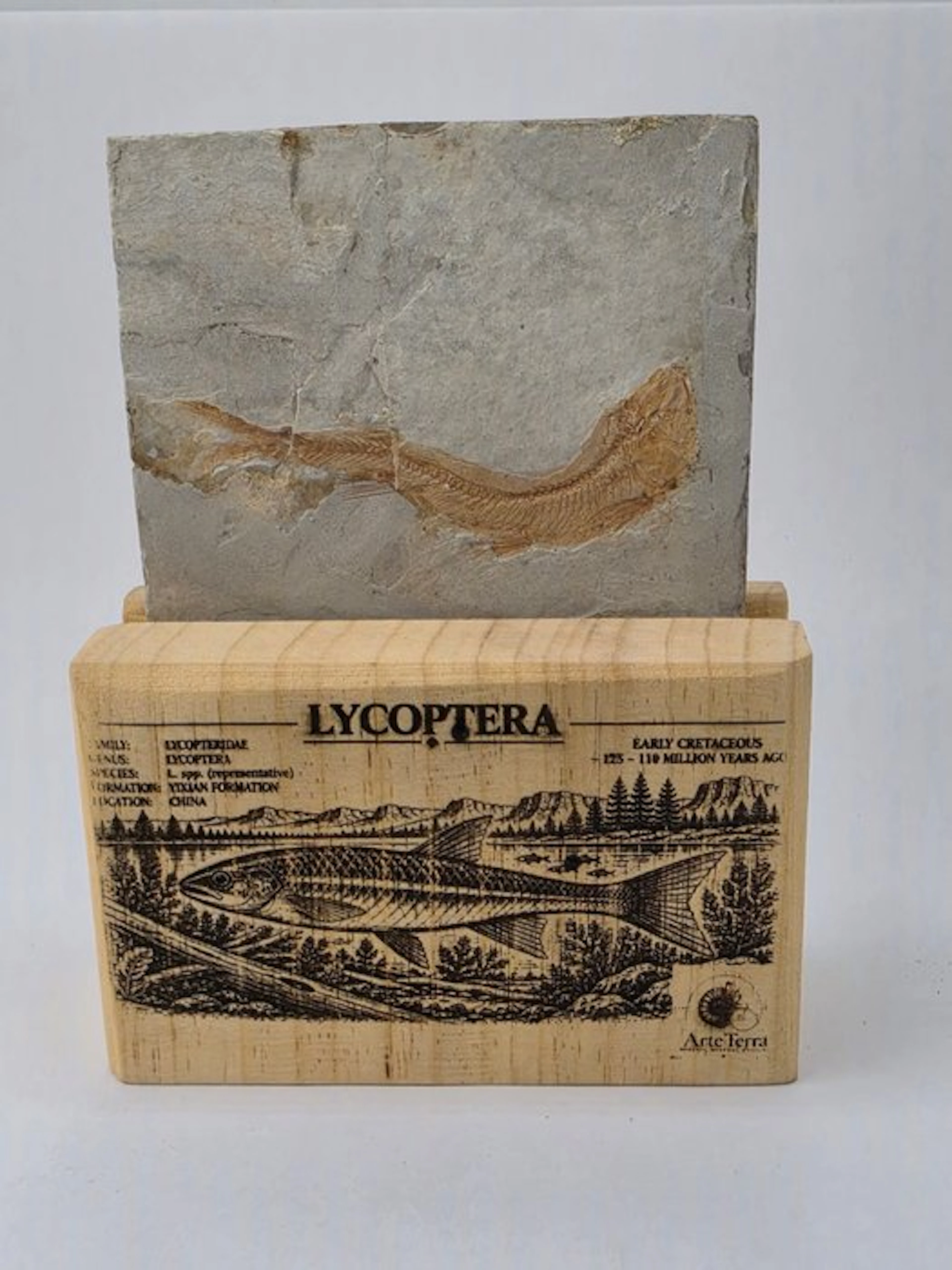 Fish - Fossilised animal - Fossil Fish Plate – Multiple Lycoptera sp