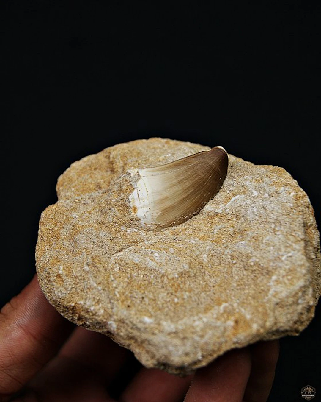 Mosasaur - Fossil tooth - Mosasaurus Thalassotitan atrox (No reserve price)