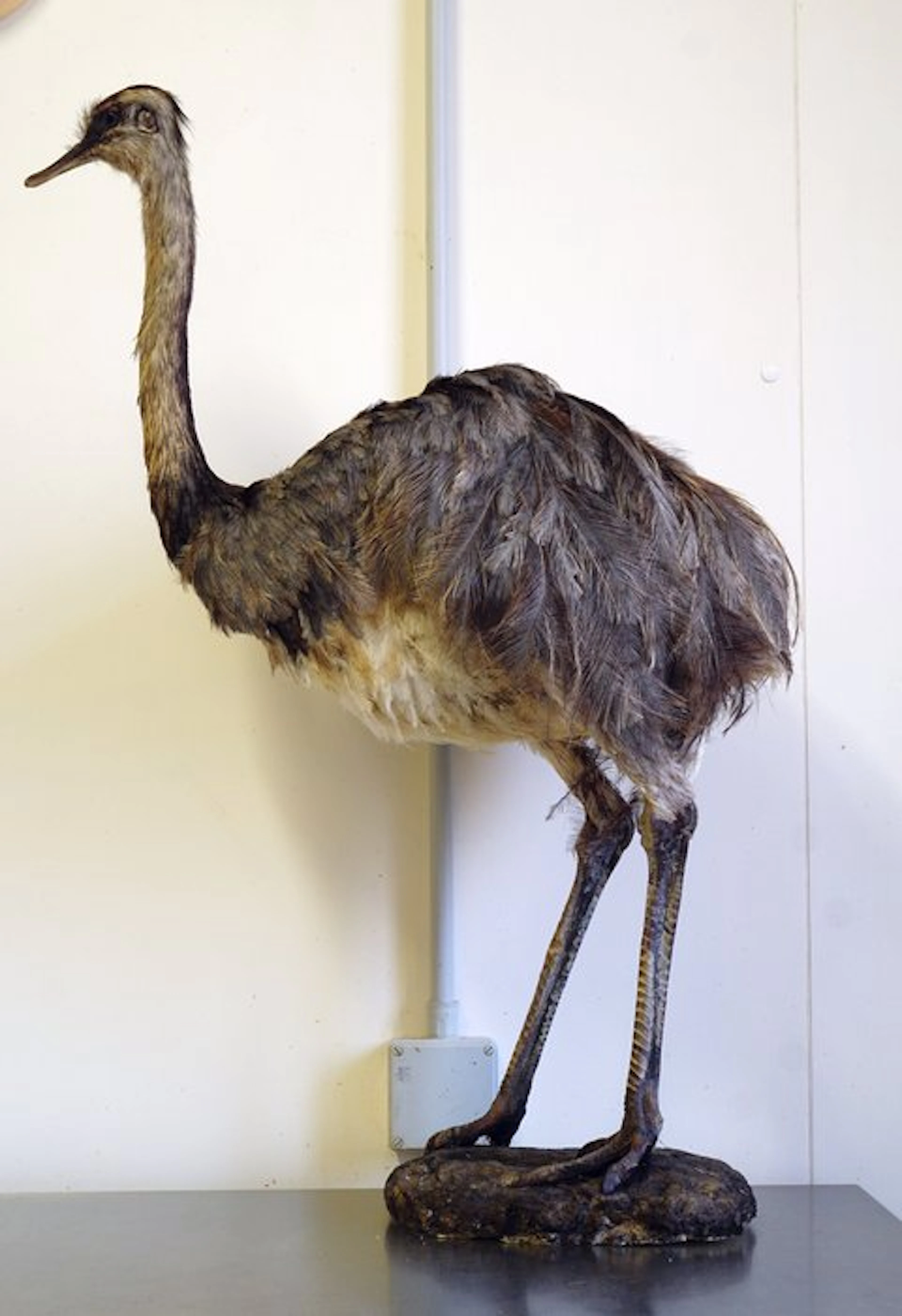 Nandù Taxidermy full body mount - Rhea americana (with...